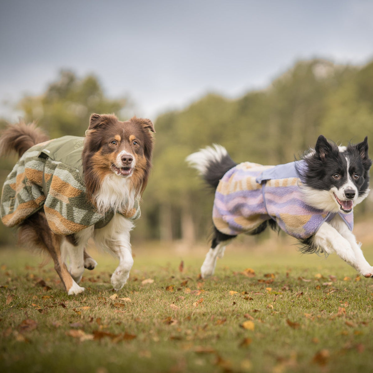 Two dogs in colorful sweaters run on grass with fallen leaves, trees blurred in the background.