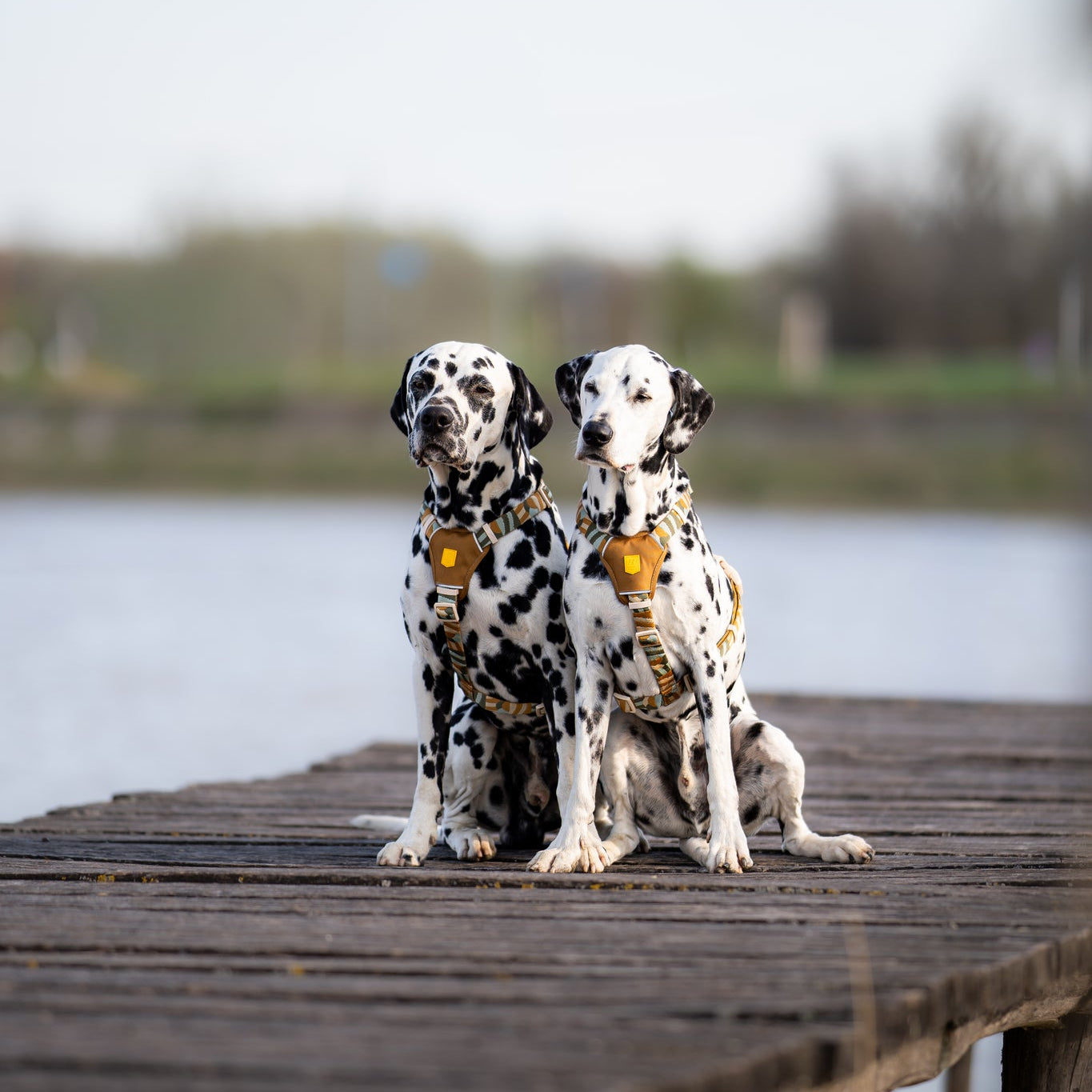 Two Dalmatians wearing yellow harnesses sit side by side on a wooden dock by the water.