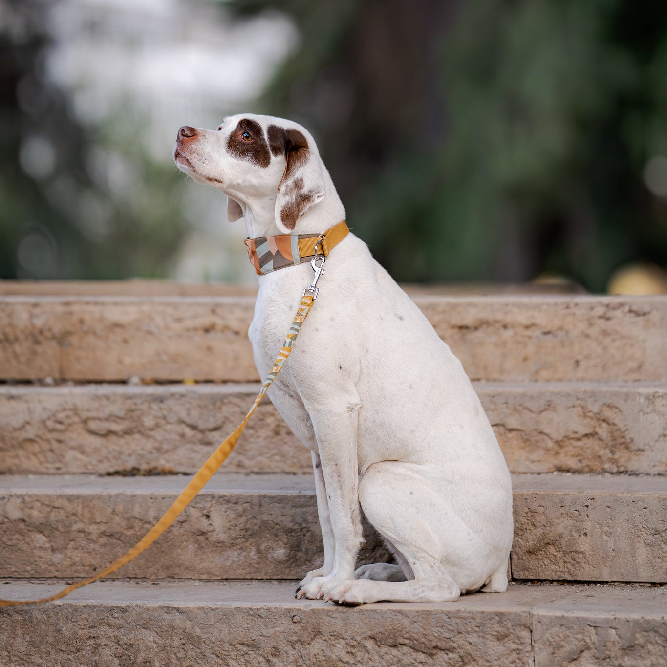 A white dog with brown spots sits on stone steps, wearing a collar and a yellow leash, looking upward.