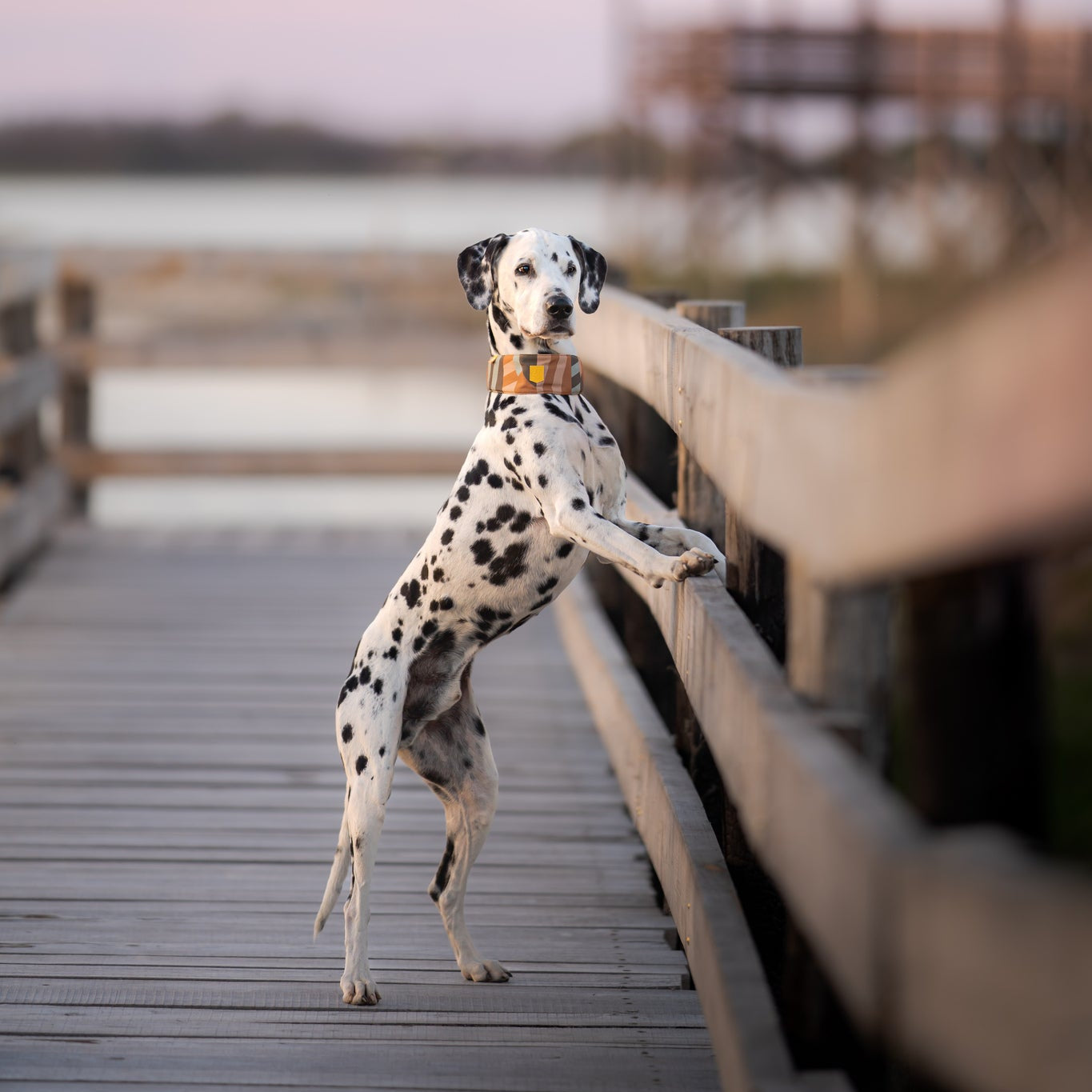 Dalmatian standing on hind legs with front paws on a wooden railing, on a boardwalk at sunset.