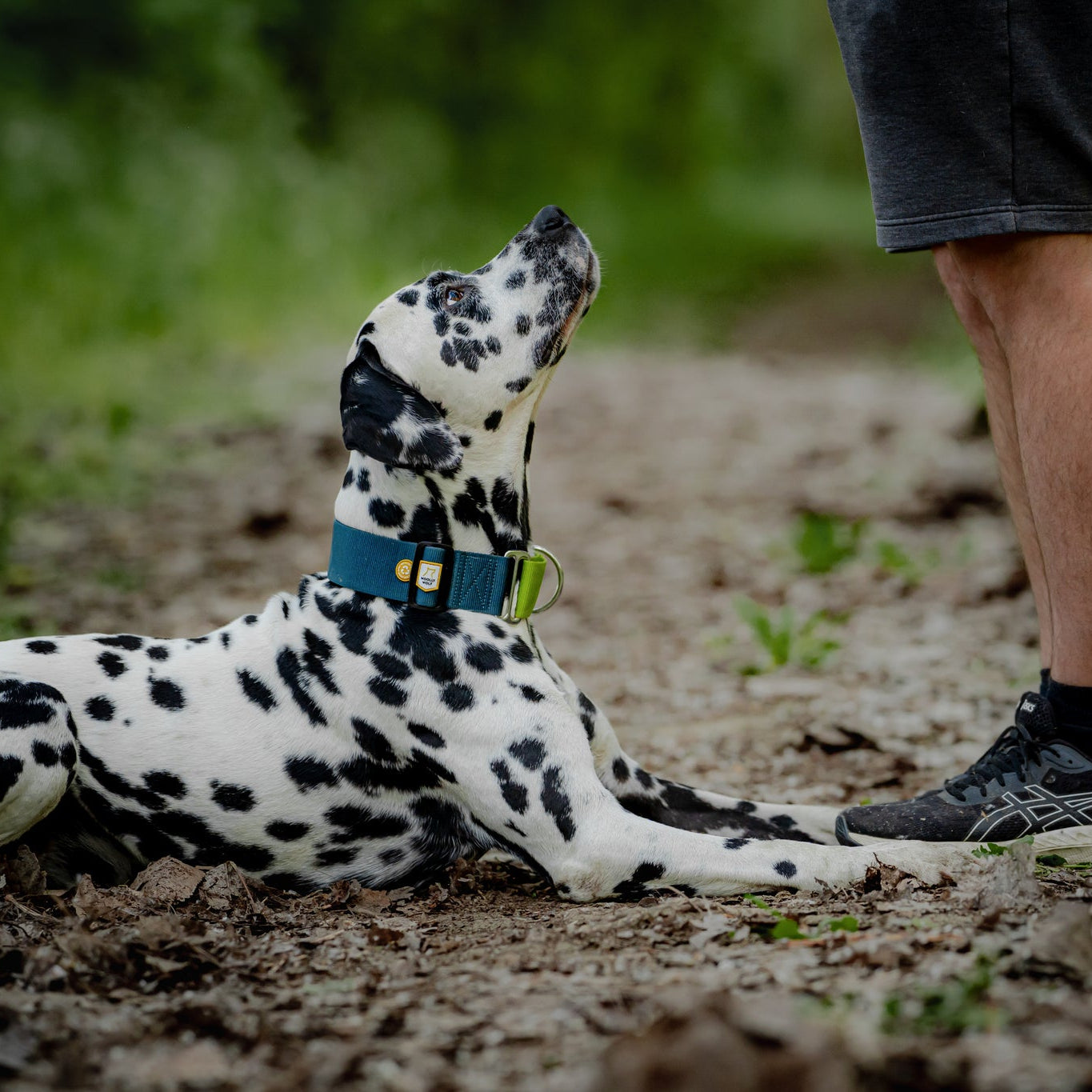A Dalmatian dog with a blue collar lies on a leaf-covered trail, looking up at a person standing nearby, whose legs and shorts are visible. The scene is outdoors with green foliage in the background.
