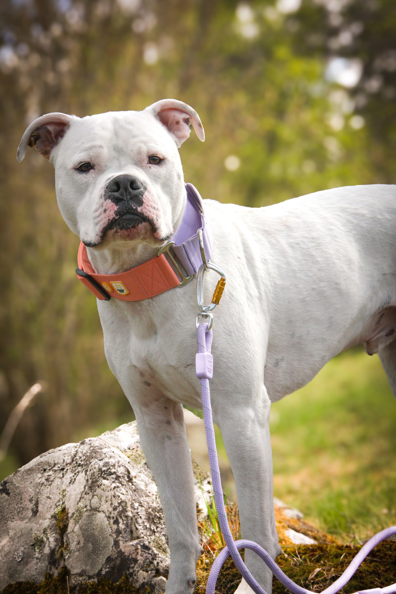 Color Block Martingale Dog Collar Salmon Pink