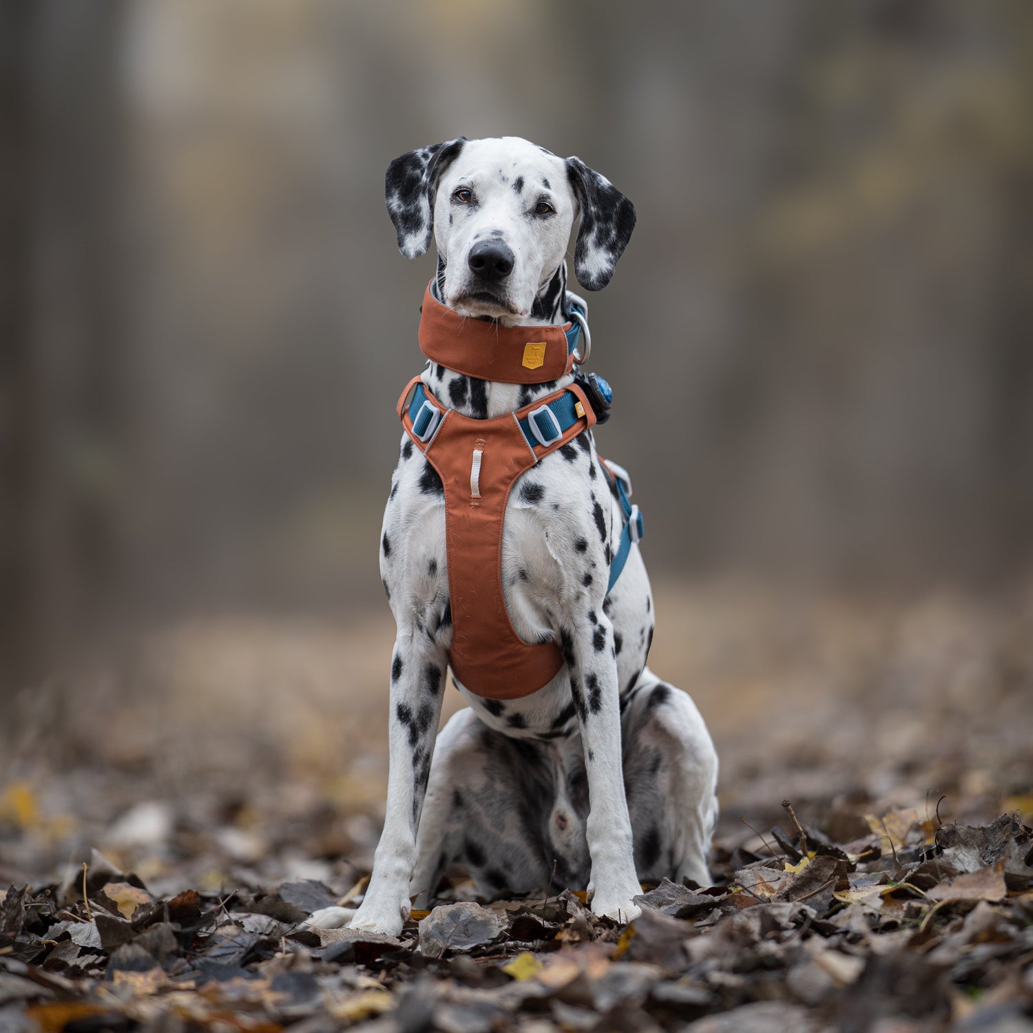Dalmatian dog wearing an orange harness sitting on fallen leaves in a blurred autumn forest.