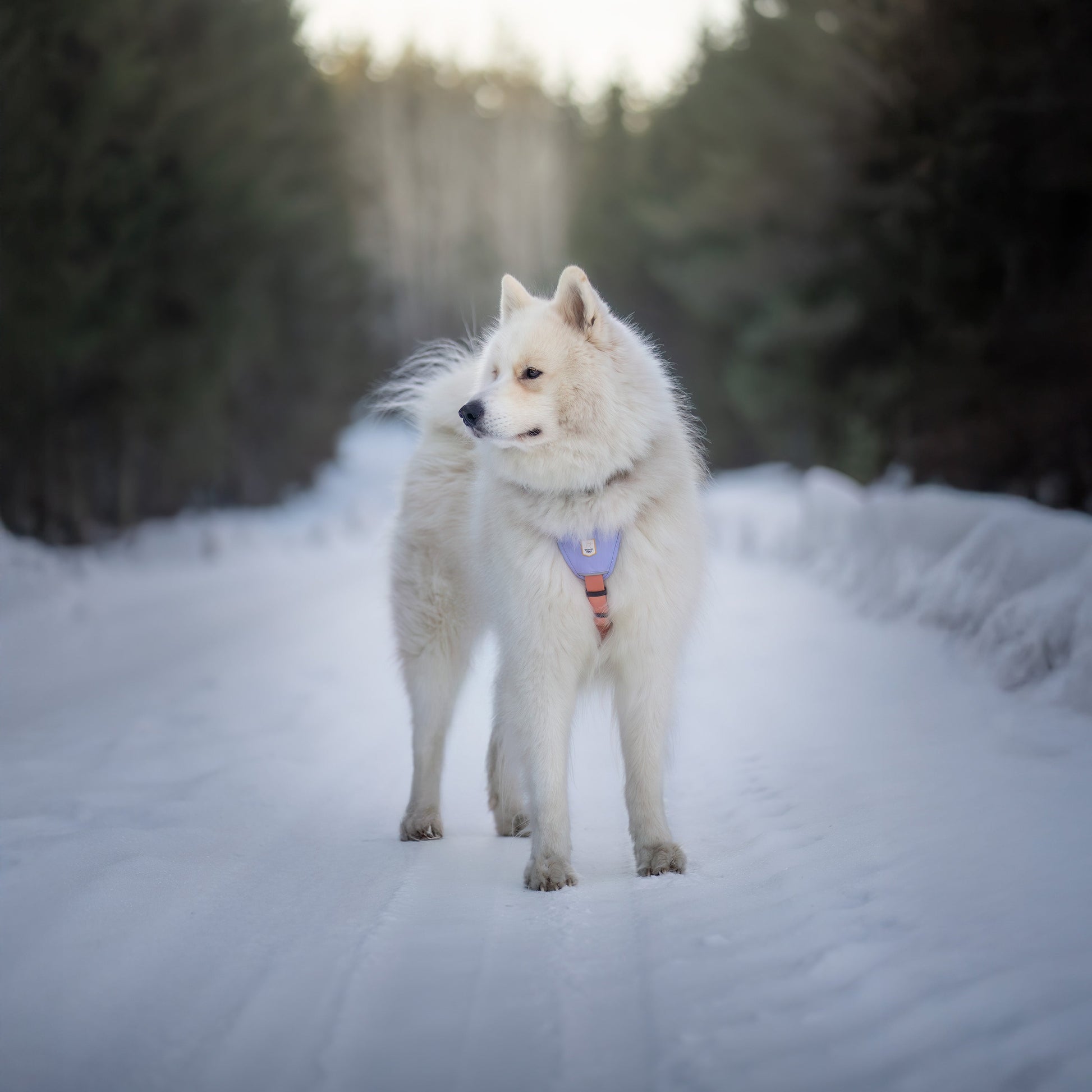 A fluffy white dog stands on a snowy path surrounded by trees, looking off to the side.