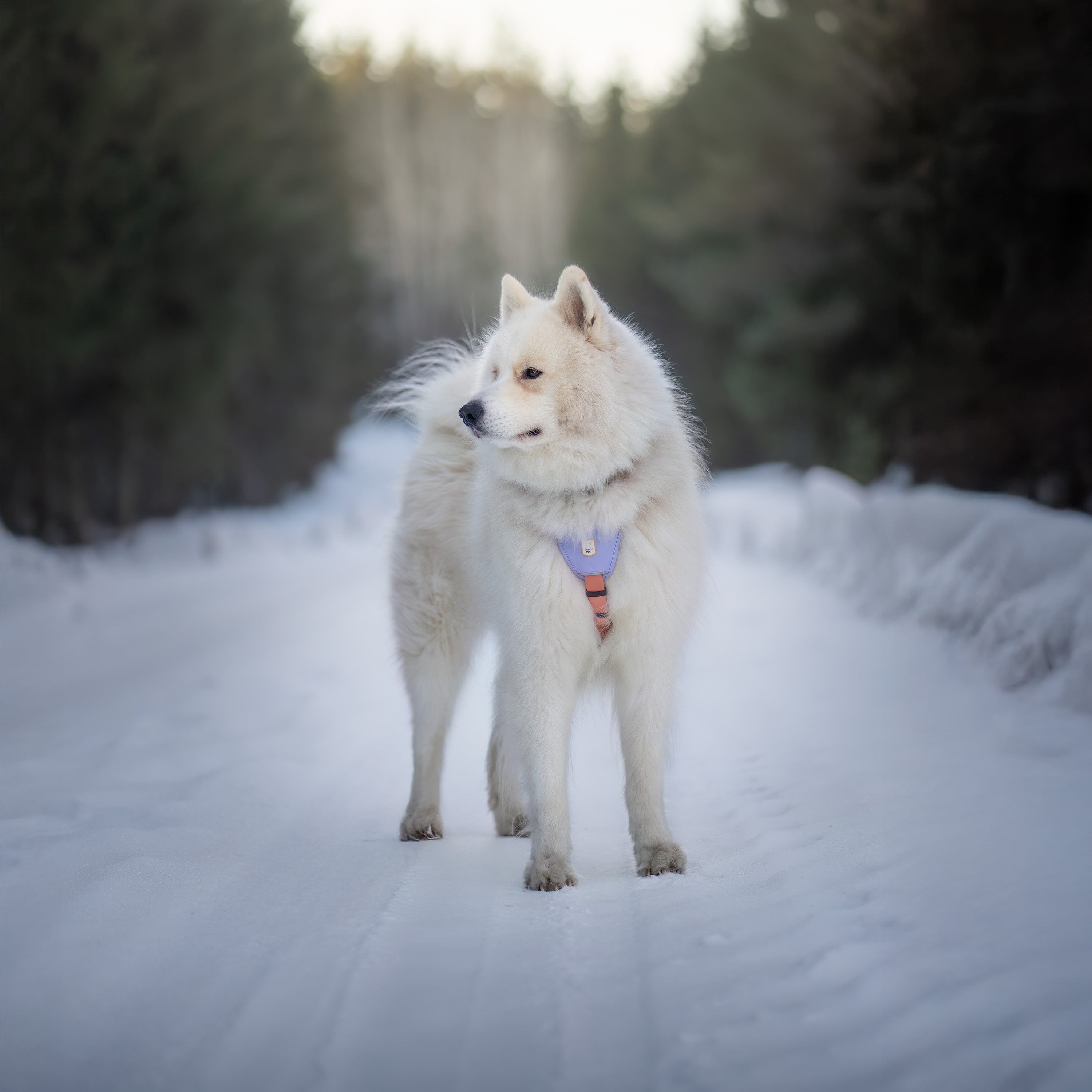 A fluffy white dog stands on a snowy path surrounded by trees, looking off to the side.