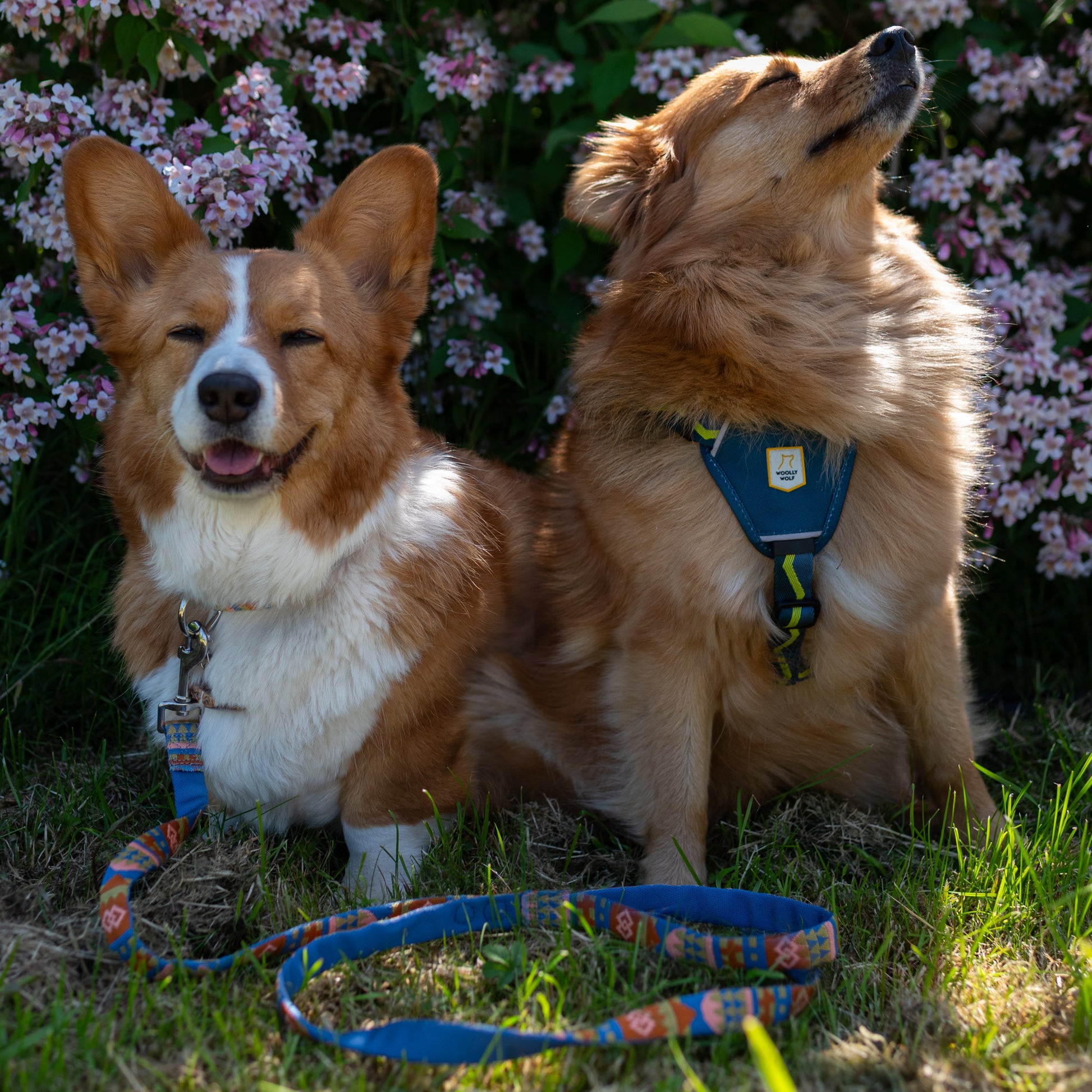 Two fluffy dogs on leashes sit in front of blooming pink flowers in the sunlight, looking content.
