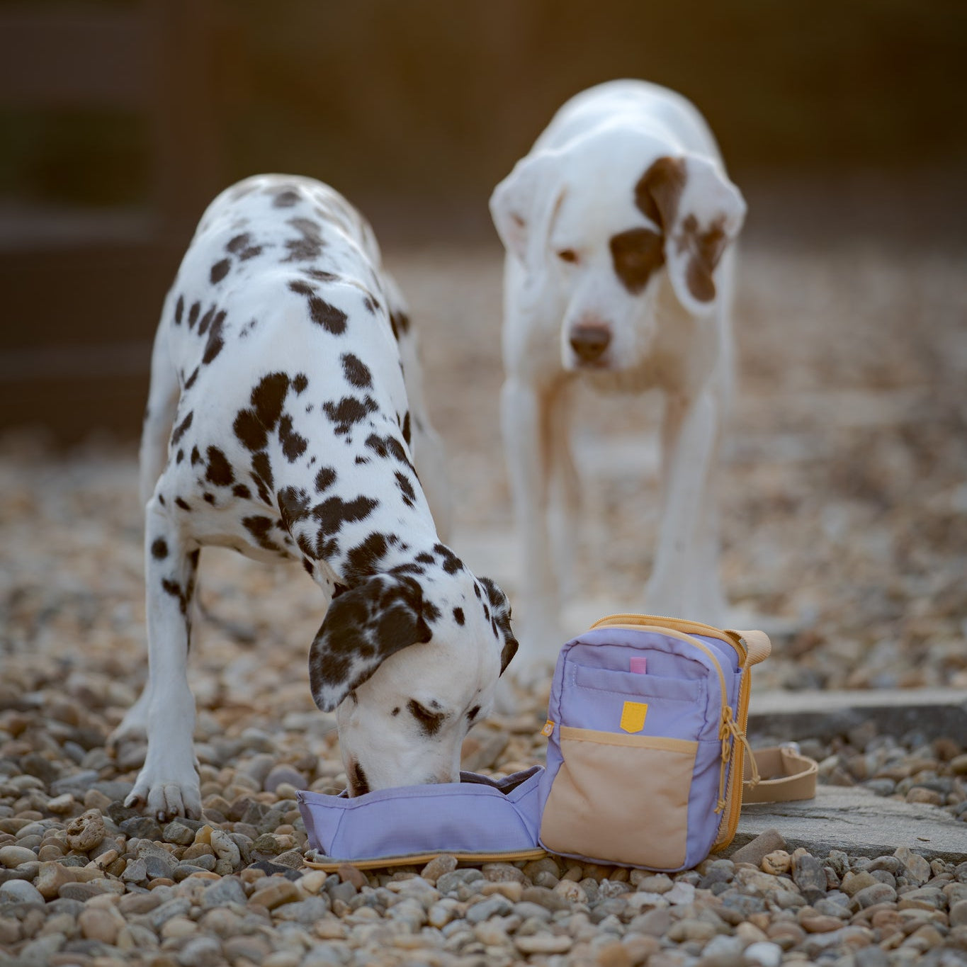 Two Dalmatians on gravel, one drinking water from a bowl next to a small pastel backpack.