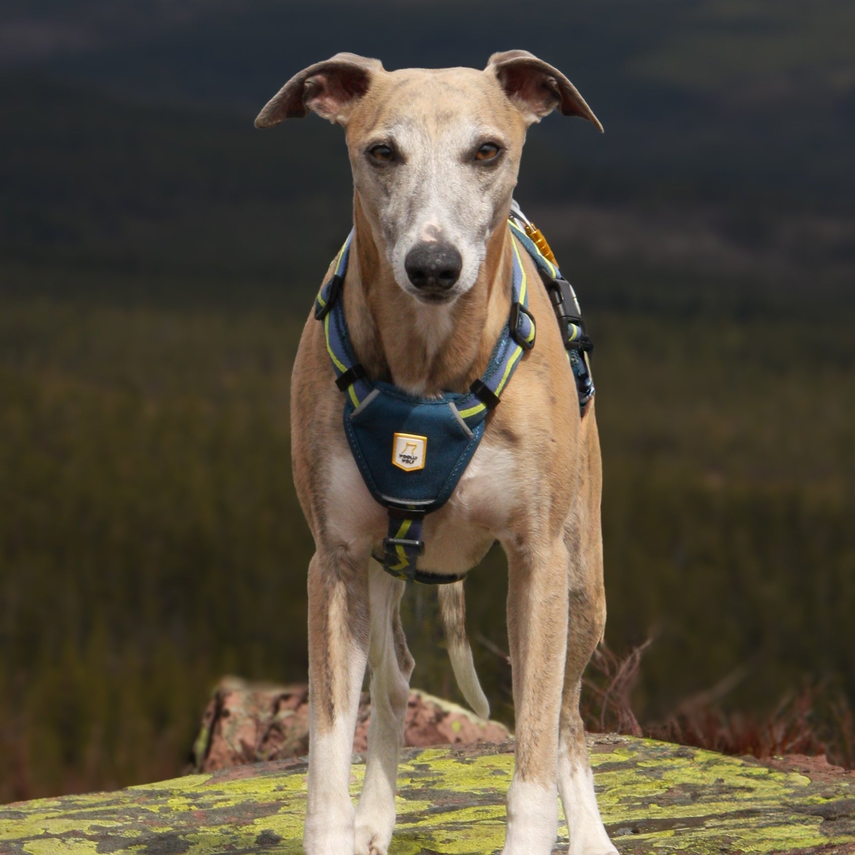 A tan and white dog wearing a blue harness stands on a mossy rock with a forest in the background.