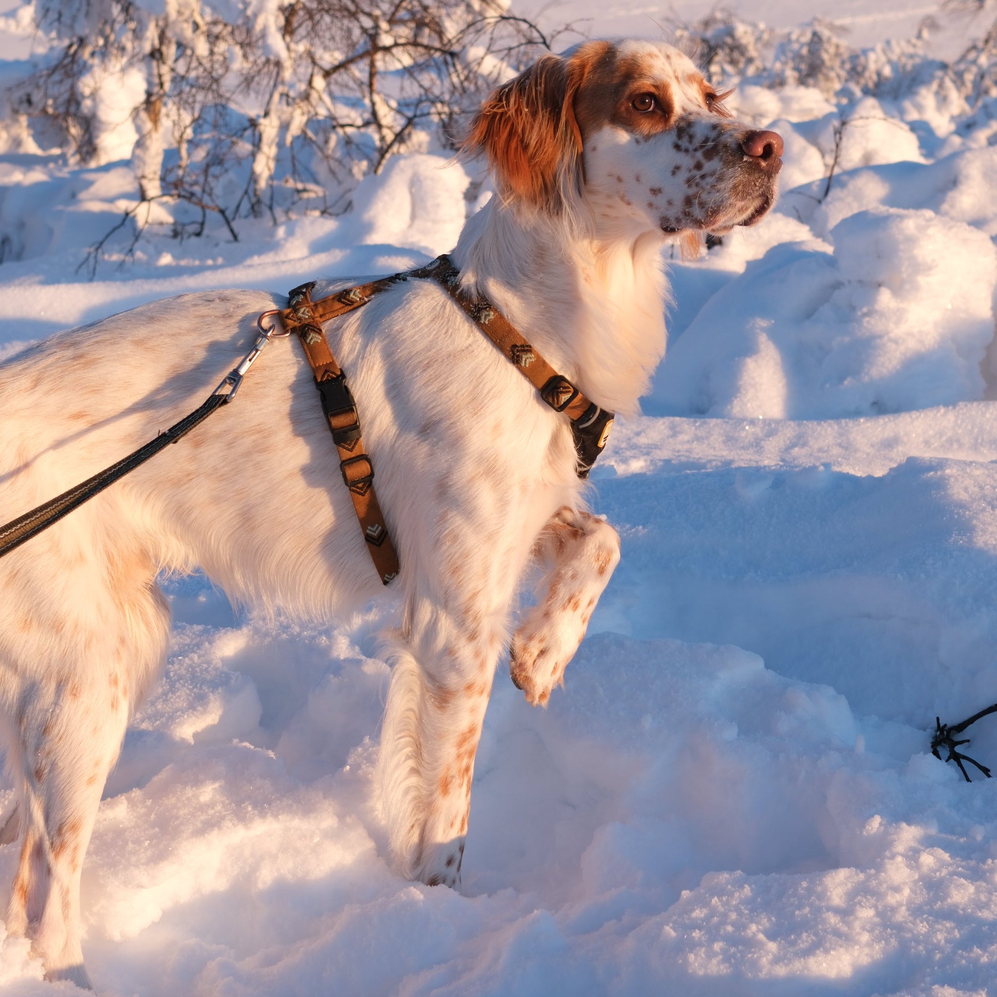 White and brown dog standing in deep snow with one paw raised, wearing a harness on a sunny winter day.