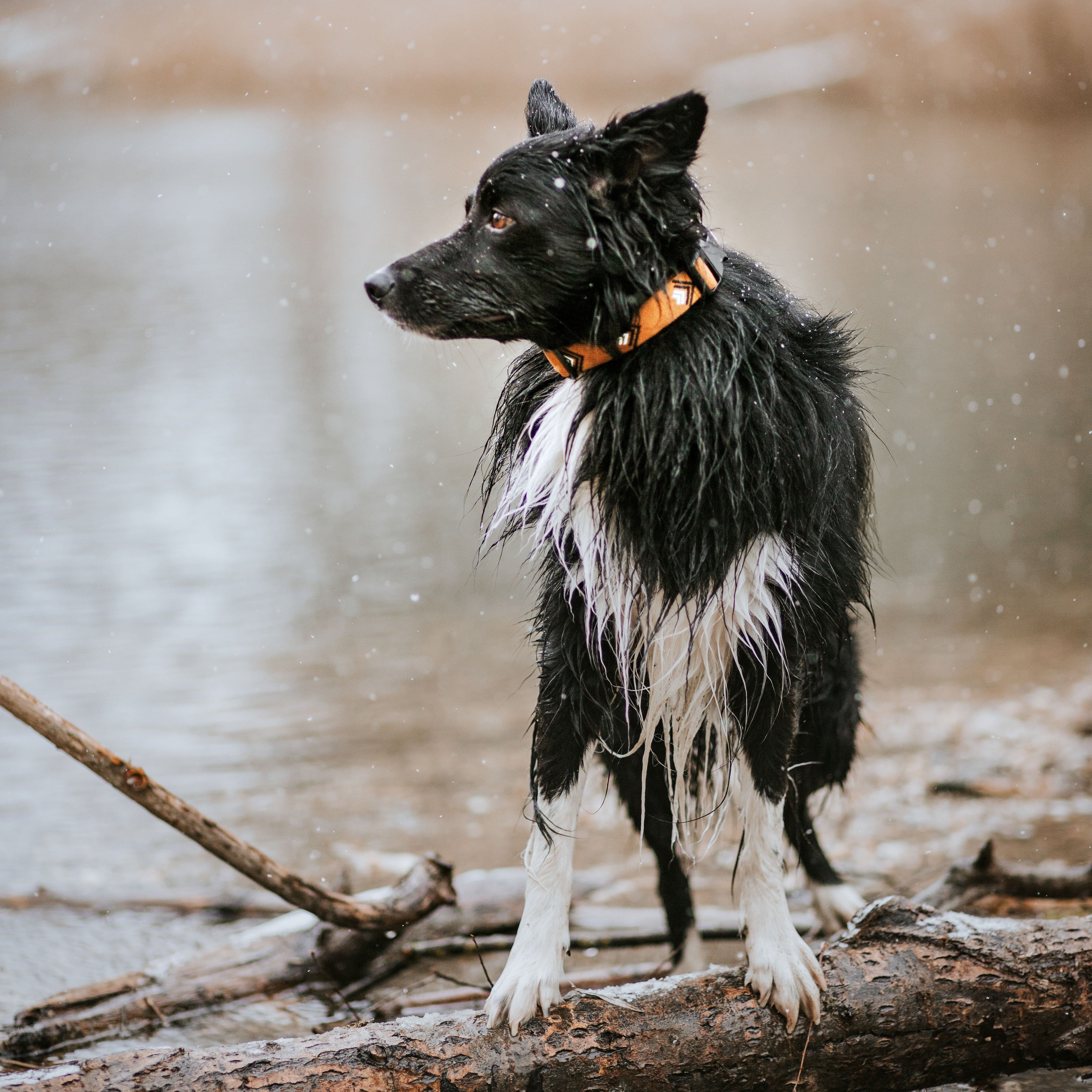 Wet black and white dog with an orange collar stands on a log by the water on a snowy day.
