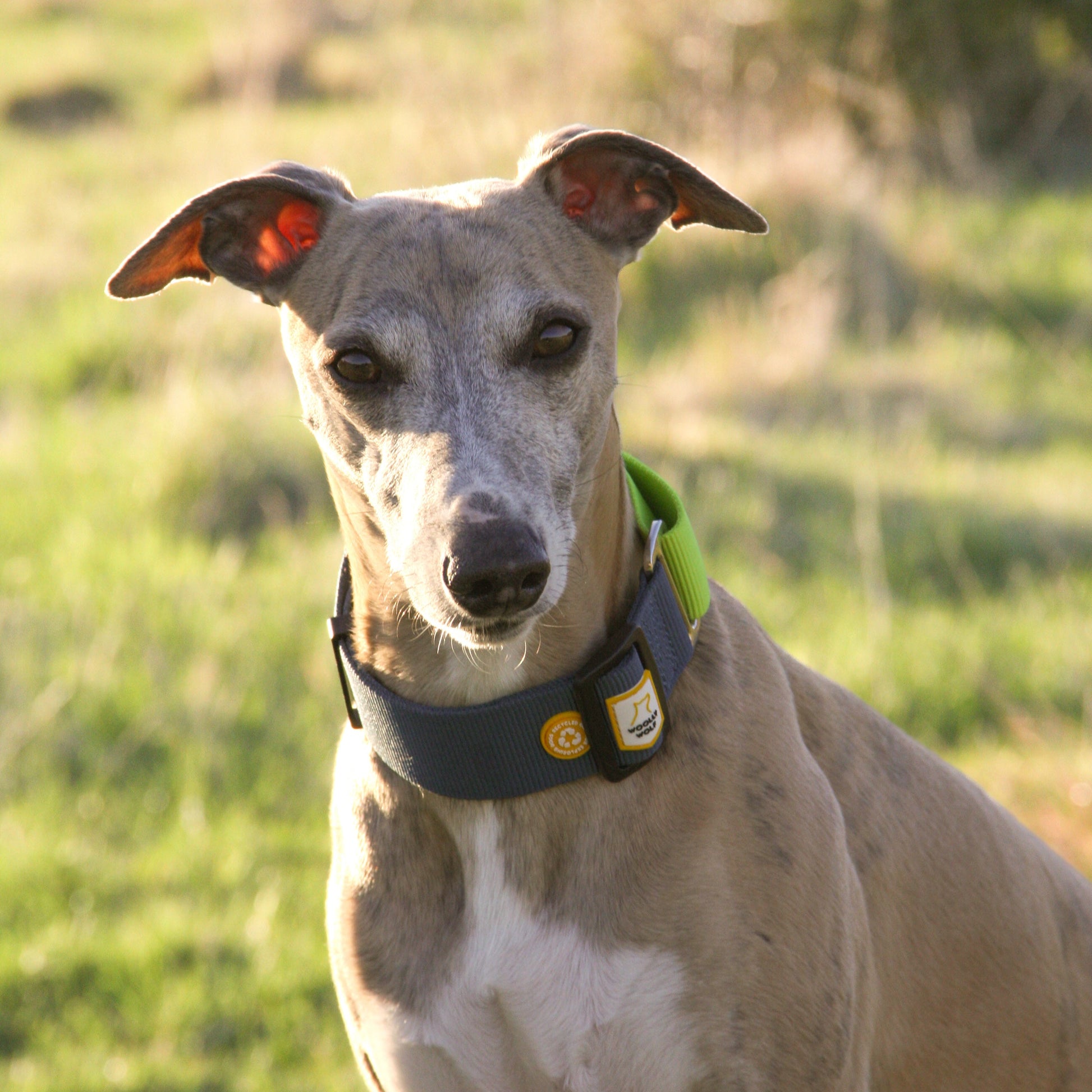A tan Greyhound wearing a collar stands outside on a sunny day with grass in the background.