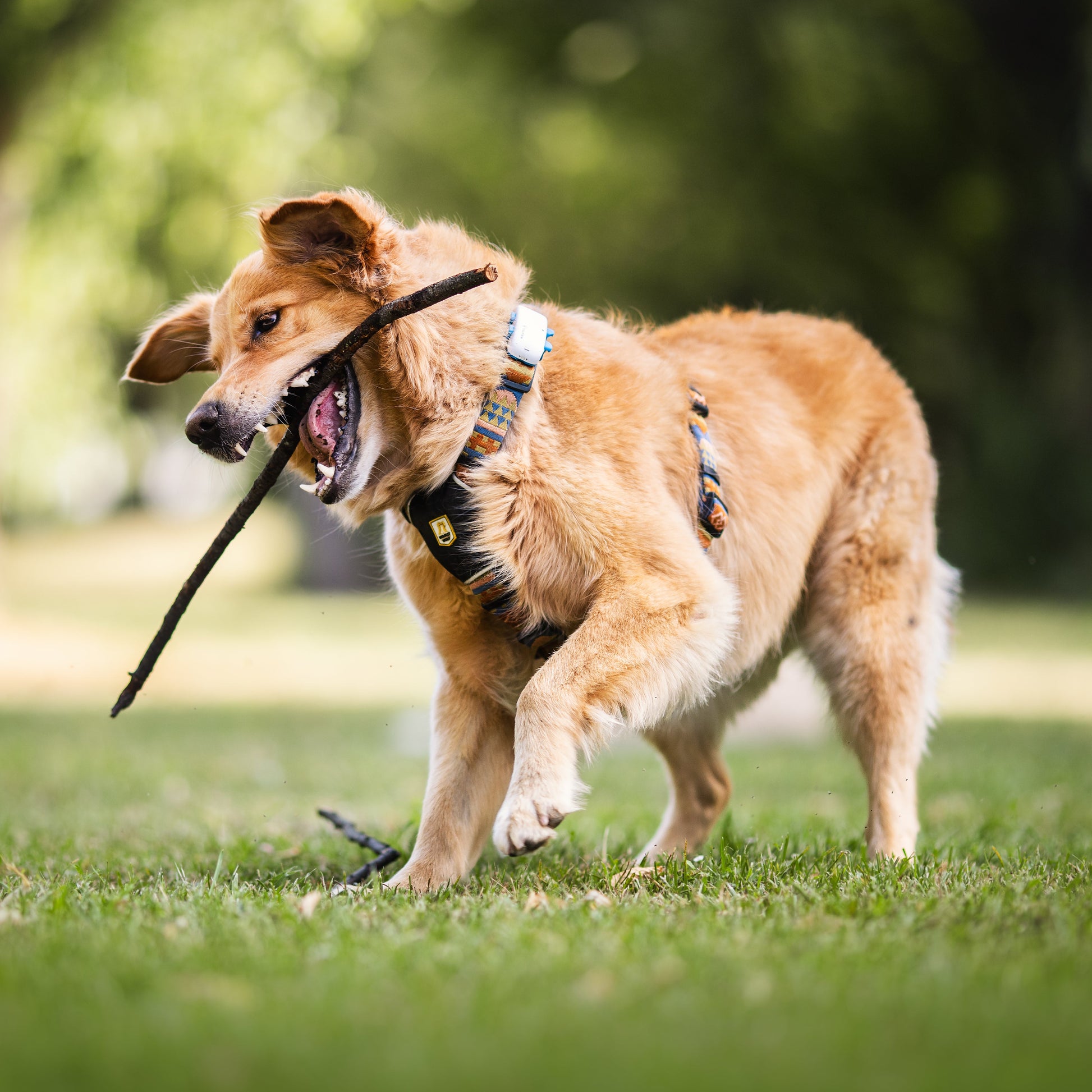 Golden retriever running on grass with a stick in its mouth, wearing a harness, in a park setting.