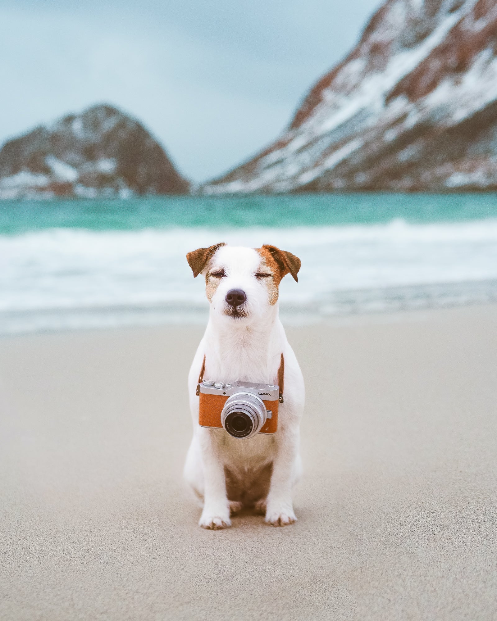 A small white dog with brown spots sits on a sandy beach, eyes closed, wearing a camera around its neck. The ocean and snow-capped mountains are visible in the background.