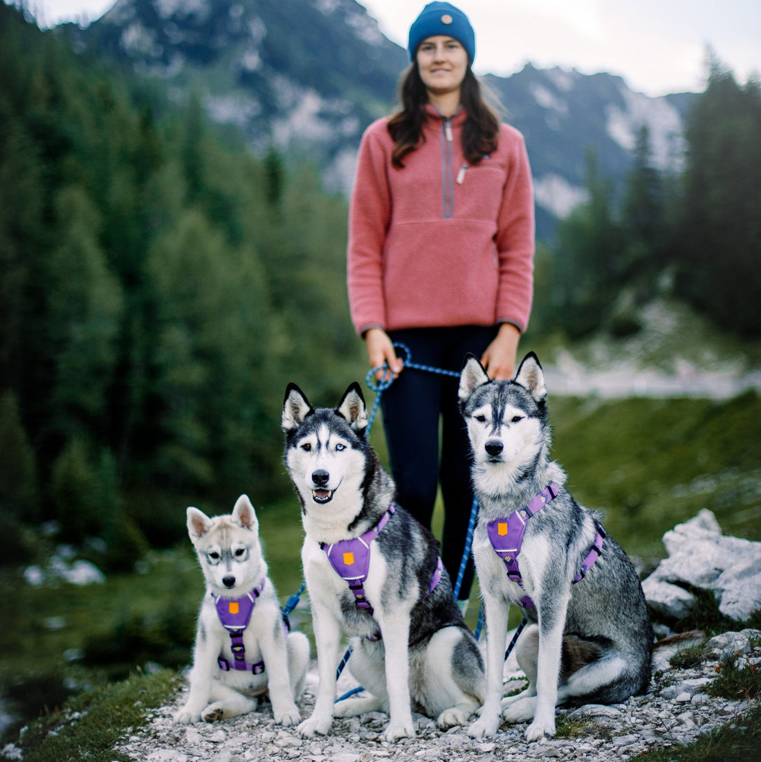 Woman in red sweater standing outdoors with three huskies wearing purple harnesses, mountains in background.