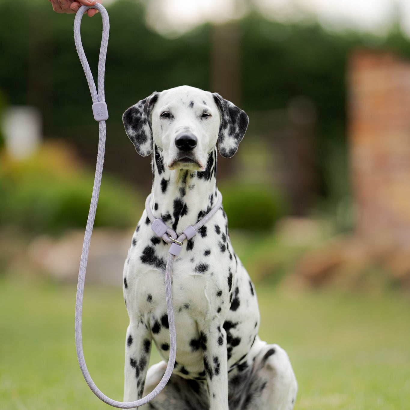 Dalmatian dog sitting on grass, wearing a leash held by a person with a blurred outdoor background.