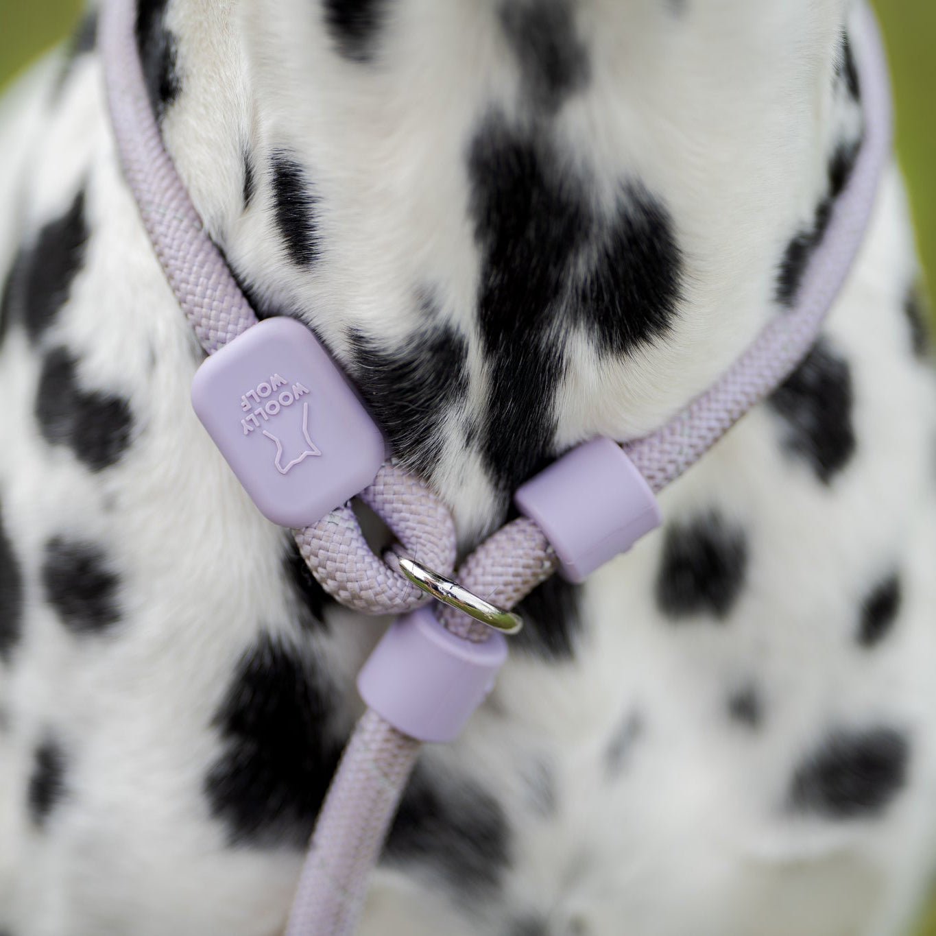 Close-up of a Dalmatians neck with a light purple rope collar, blurred green background.