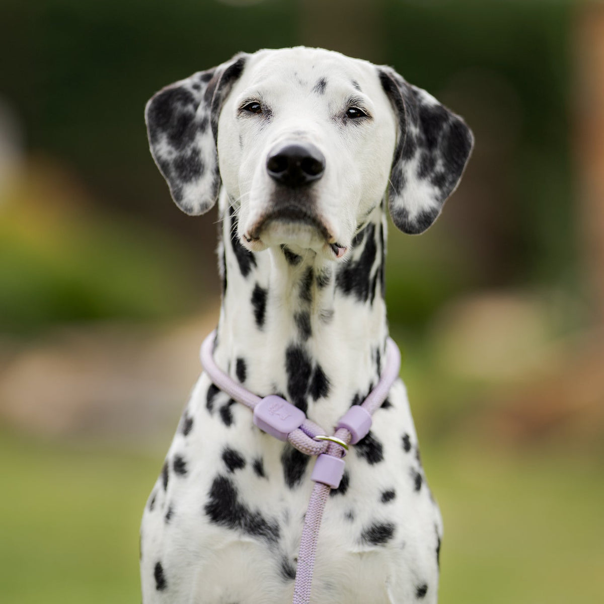 Dalmatian dog with a purple leash and collar sitting outdoors, looking directly at the camera.