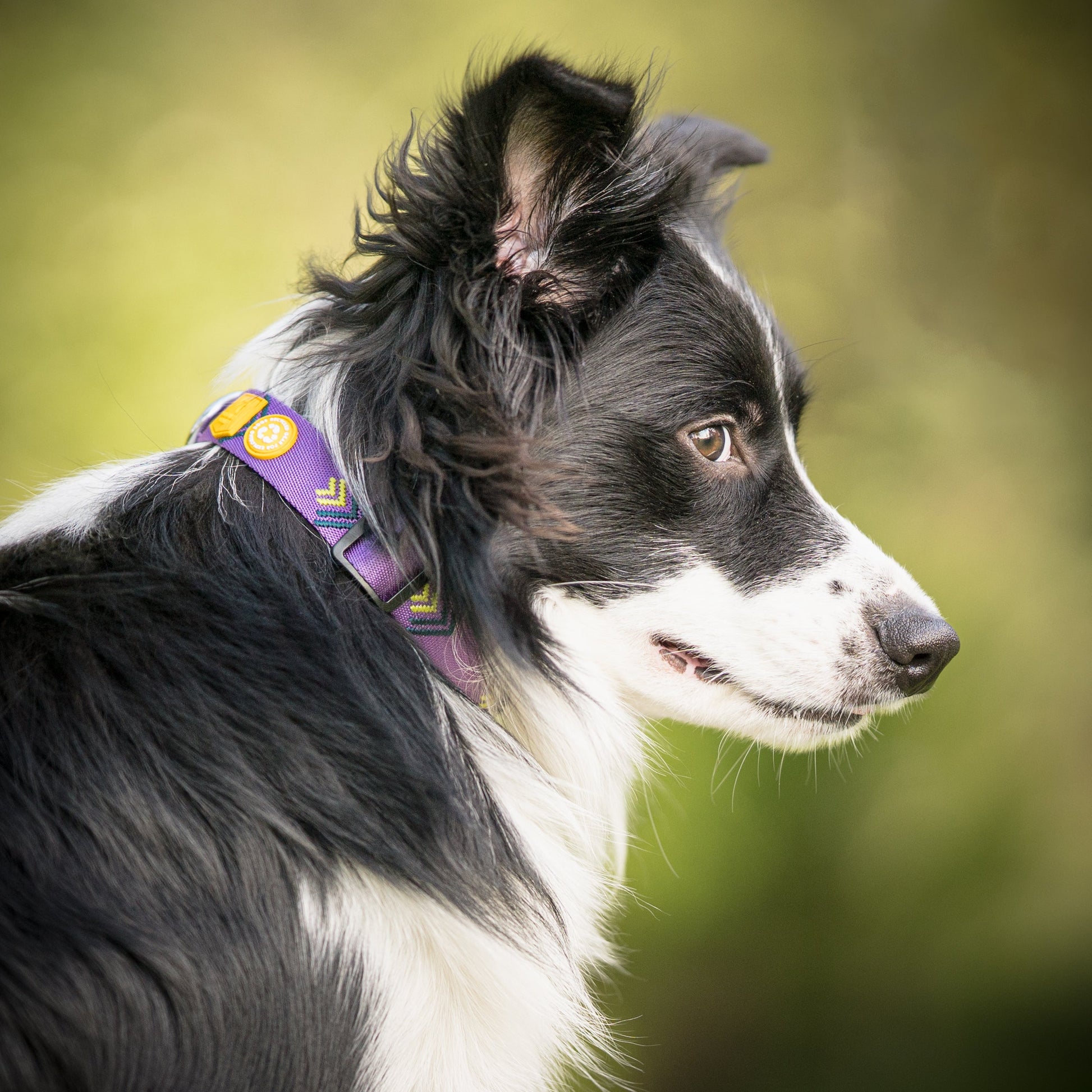 Black and white Border Collie dog wearing a purple collar looks to the right against a blurred green background.
