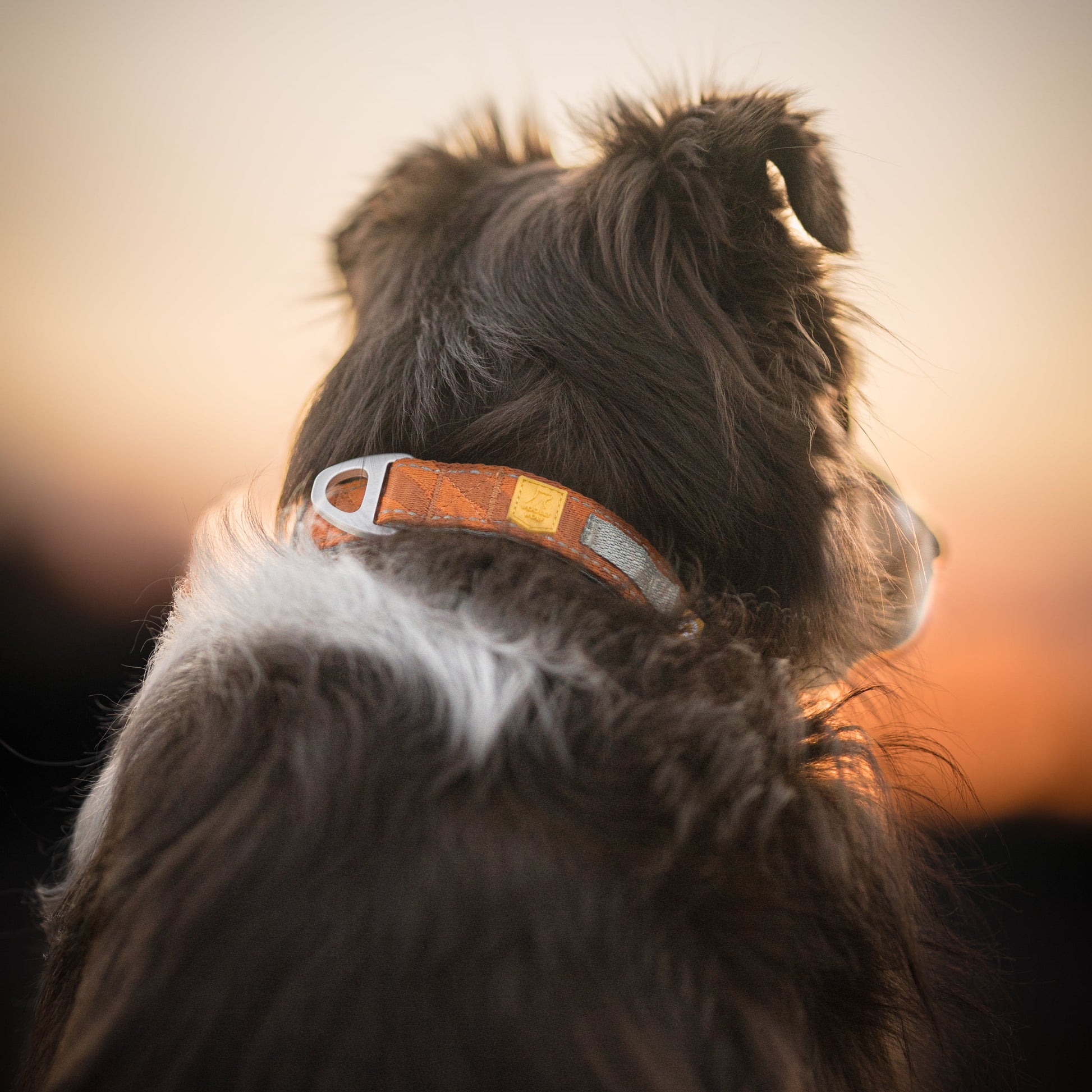 A dog with a brown collar looks into the distance at sunset, photographed from behind.