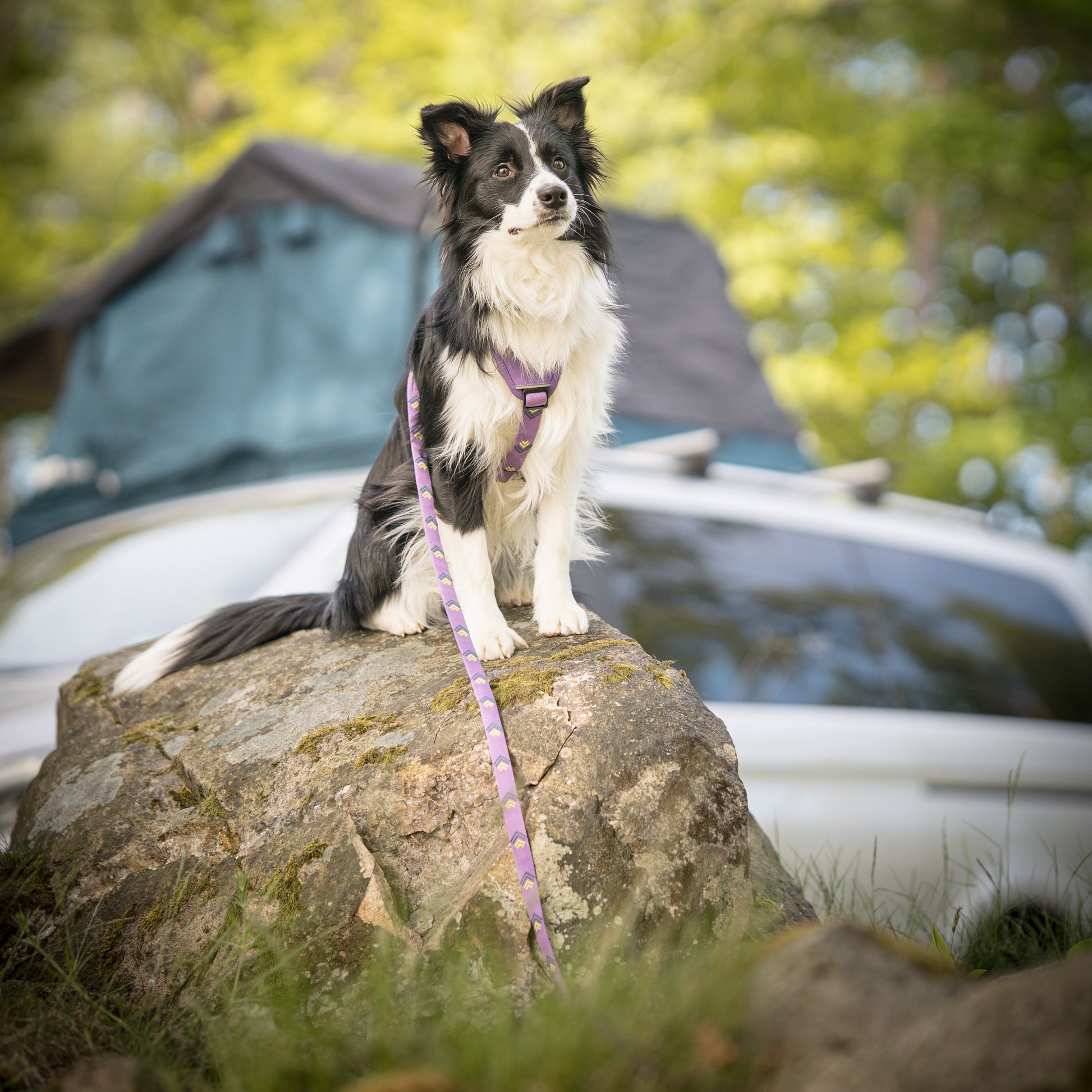 Black and white dog on a leash sits on a rock outdoors, with a car and tent in the background.