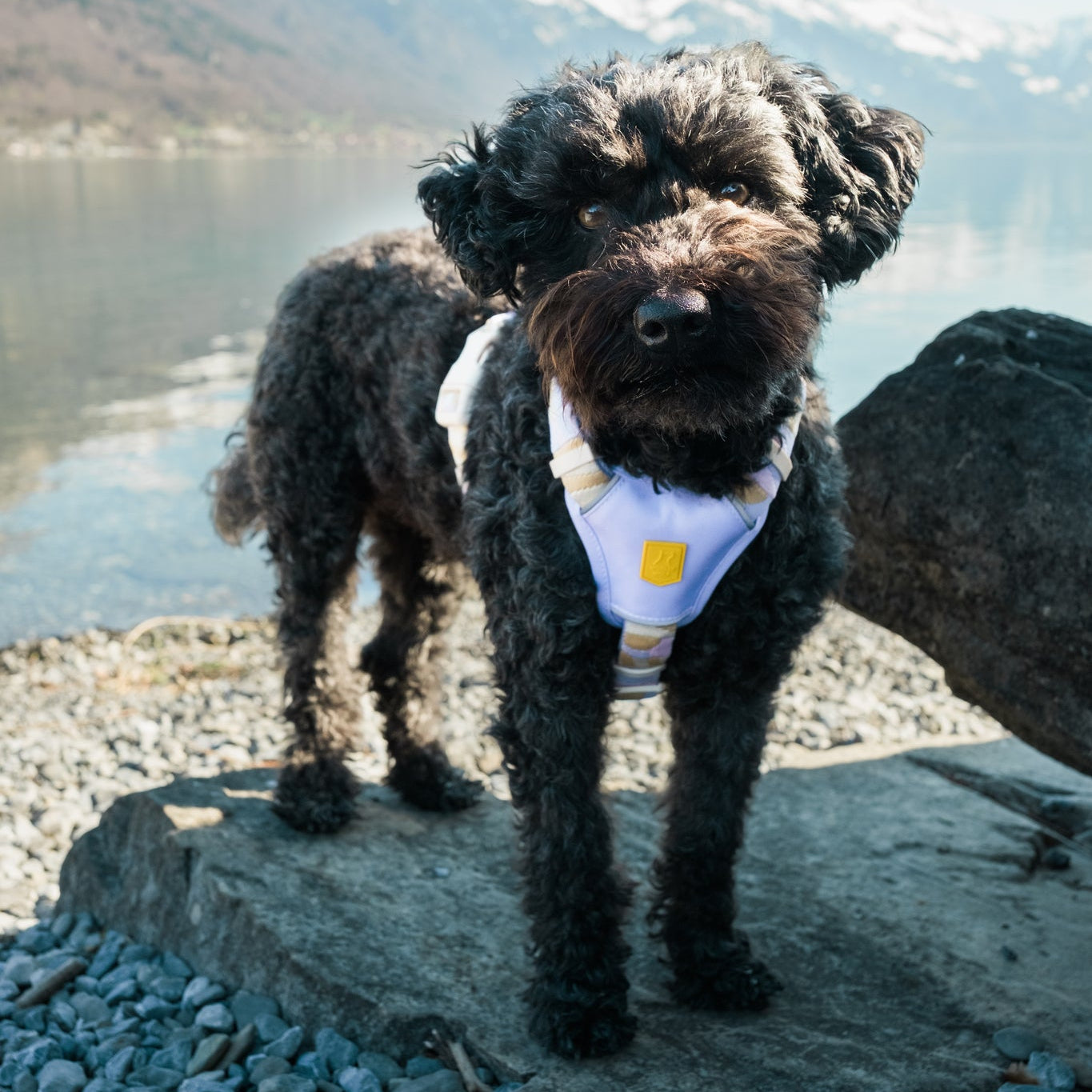 A curly black dog in a harness stands on rocks by a lakeshore with mountains in the background.