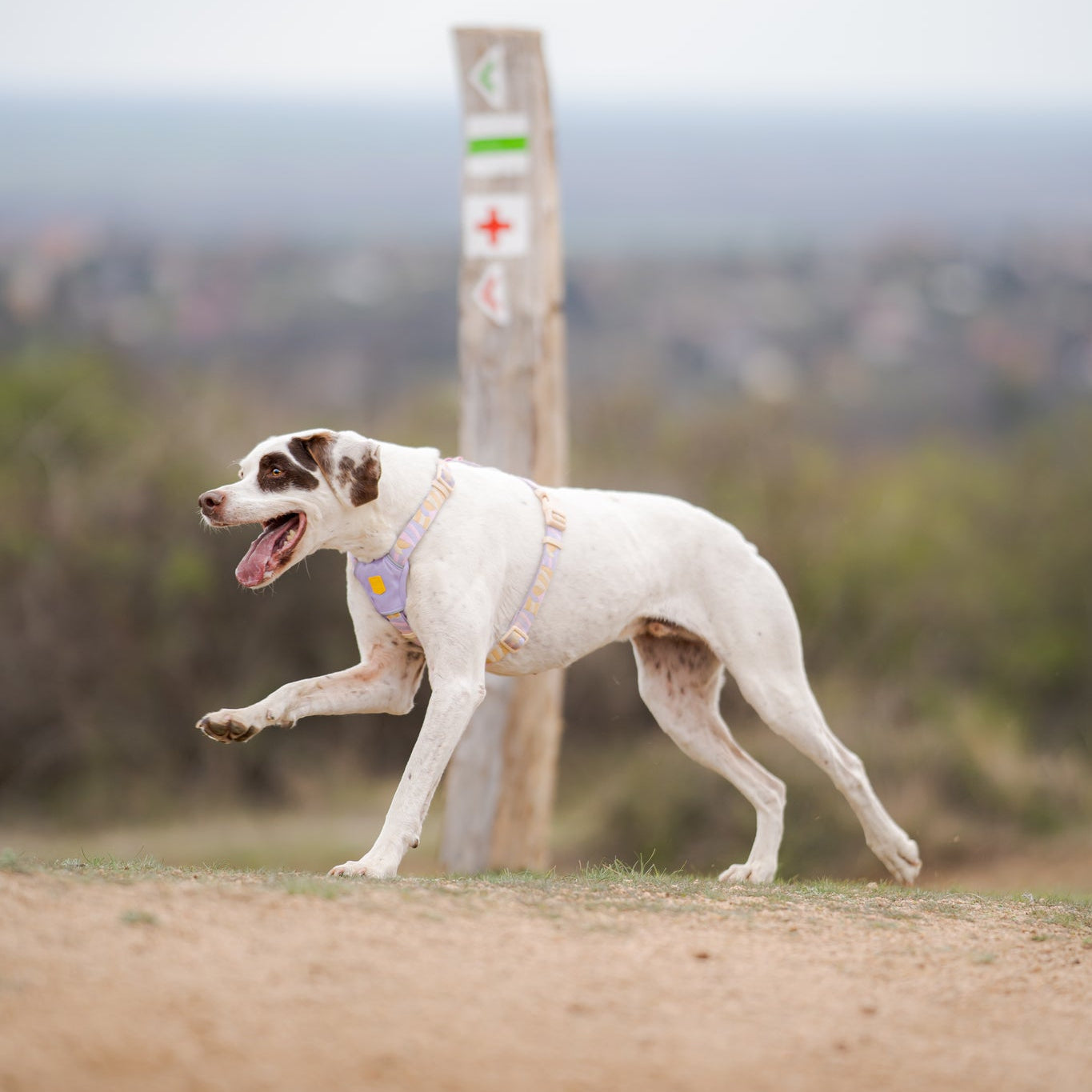 White and brown dog wearing a harness walking on a dirt path with a marked wooden post in the background.