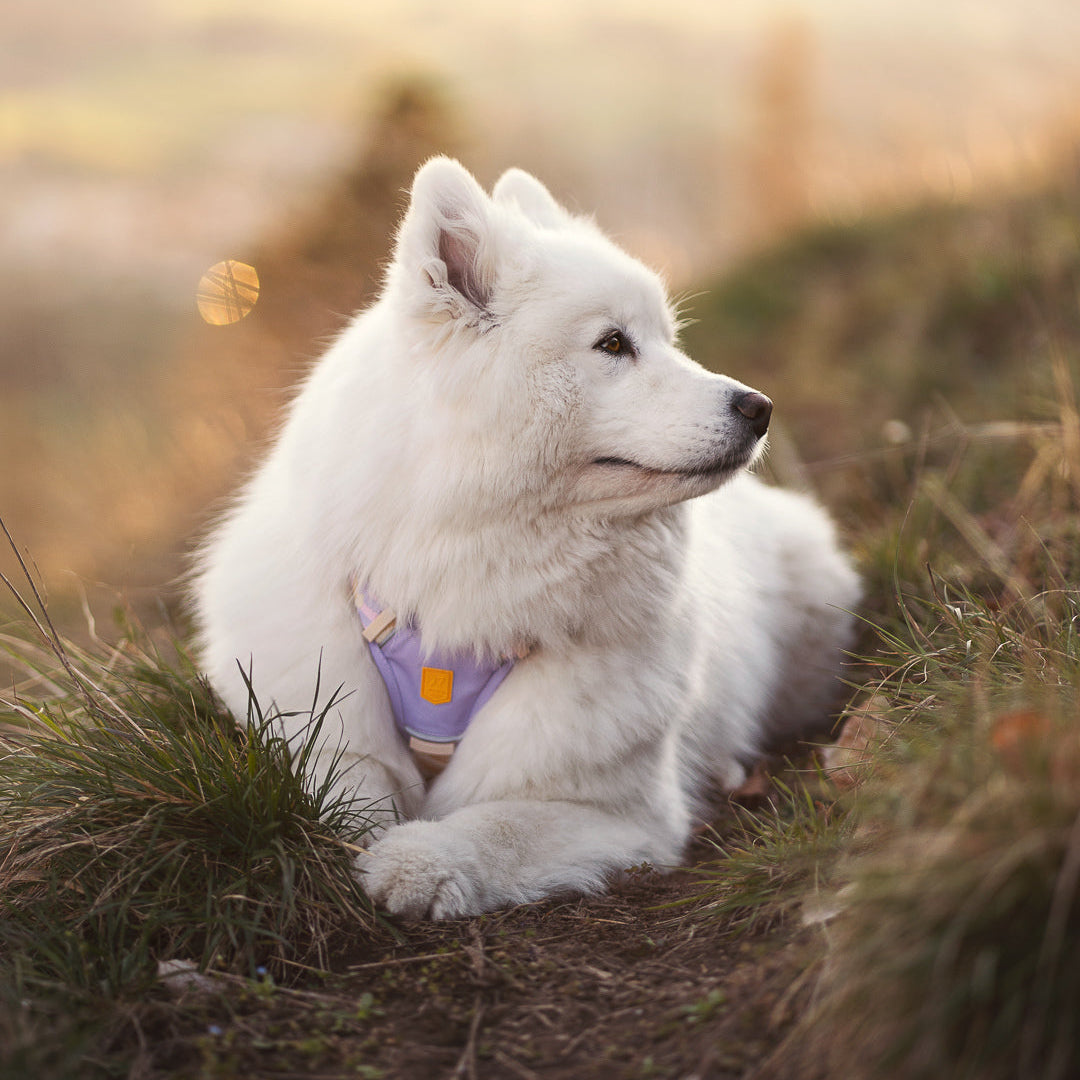 Fluffy white dog lying on grass, wearing a lavender harness, looking to the right in soft sunlight.