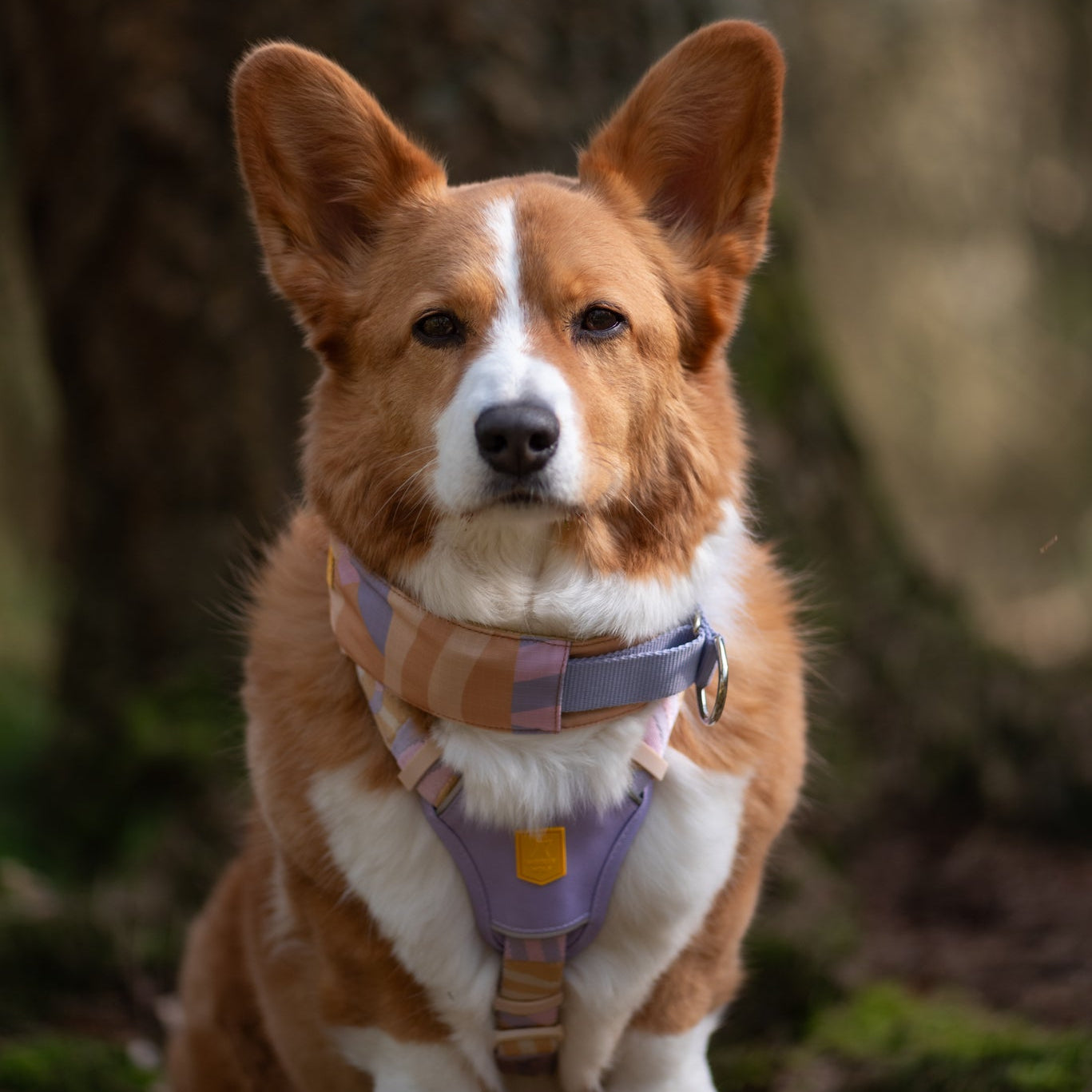 A brown and white corgi wearing a colorful harness sits outdoors with trees in the background.