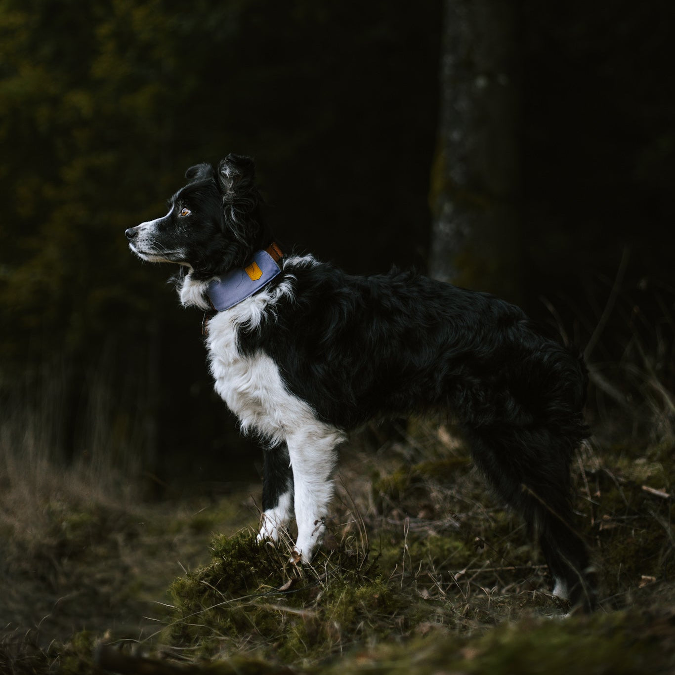 Black and white dog with a collar standing on grass, looking alertly into a dark, wooded area.