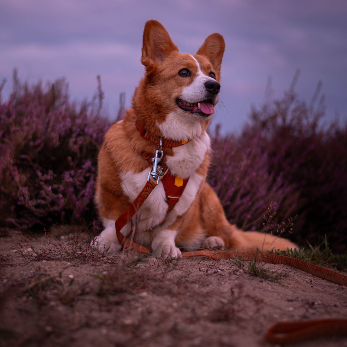 A corgi with a harness and leash sitting in a field of purple flowers at dusk.