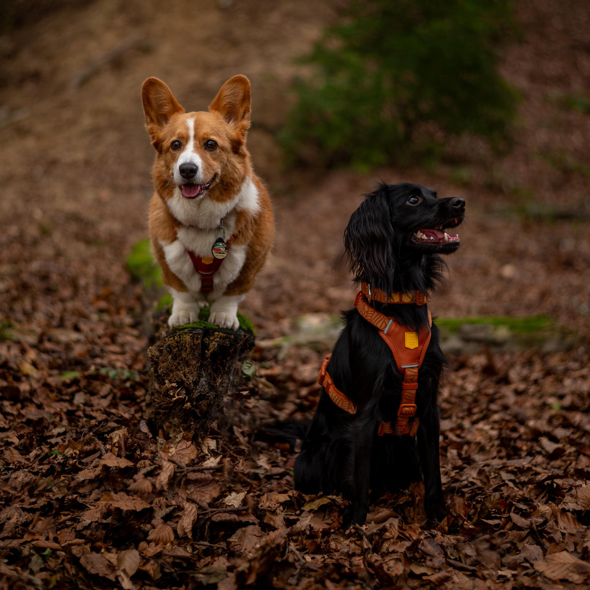 A Pembroke Welsh Corgi stands on a stump next to a black dog sitting in a forest of fallen leaves.