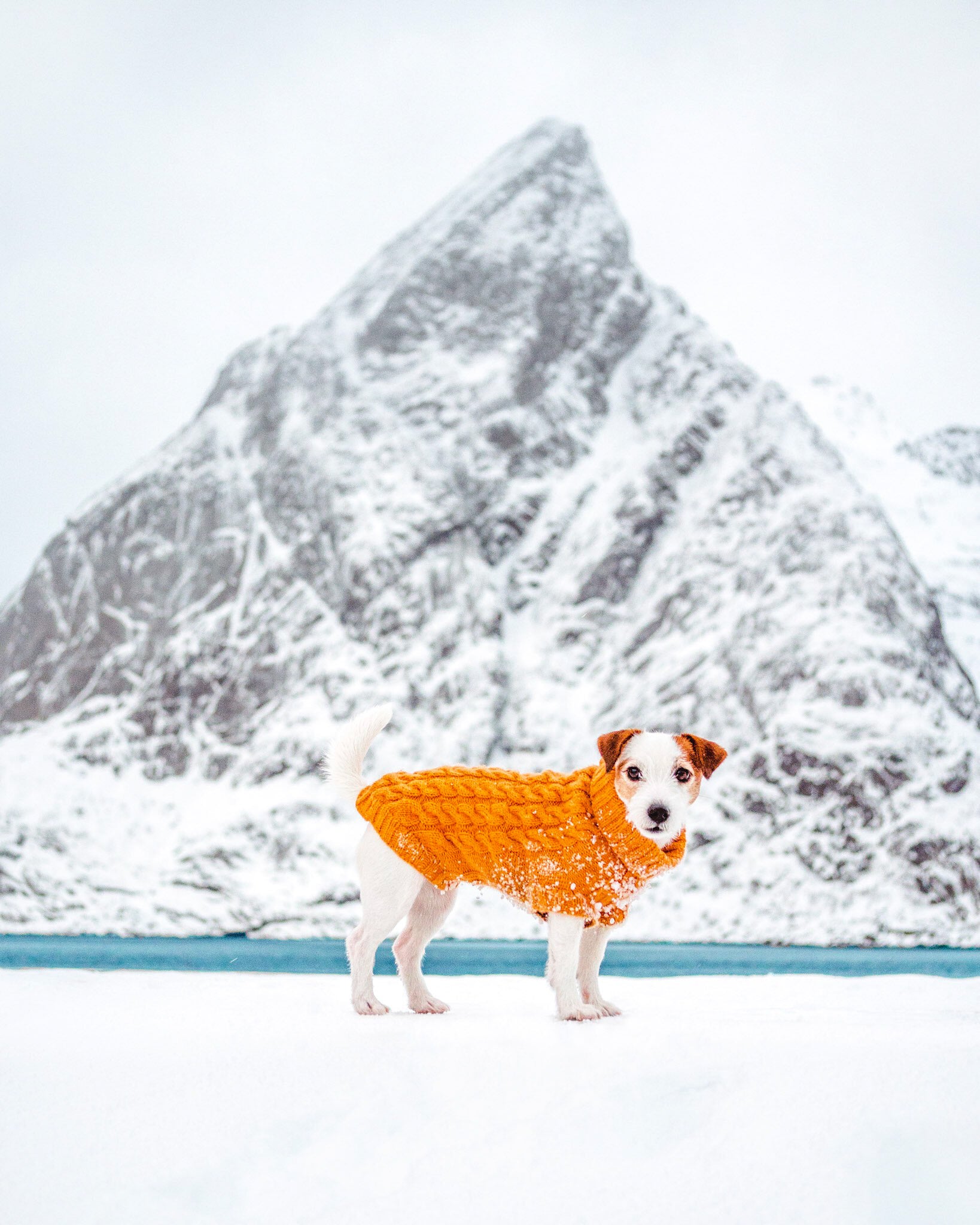 A small dog in an orange sweater stands on snow with a snowy mountain peak in the background.