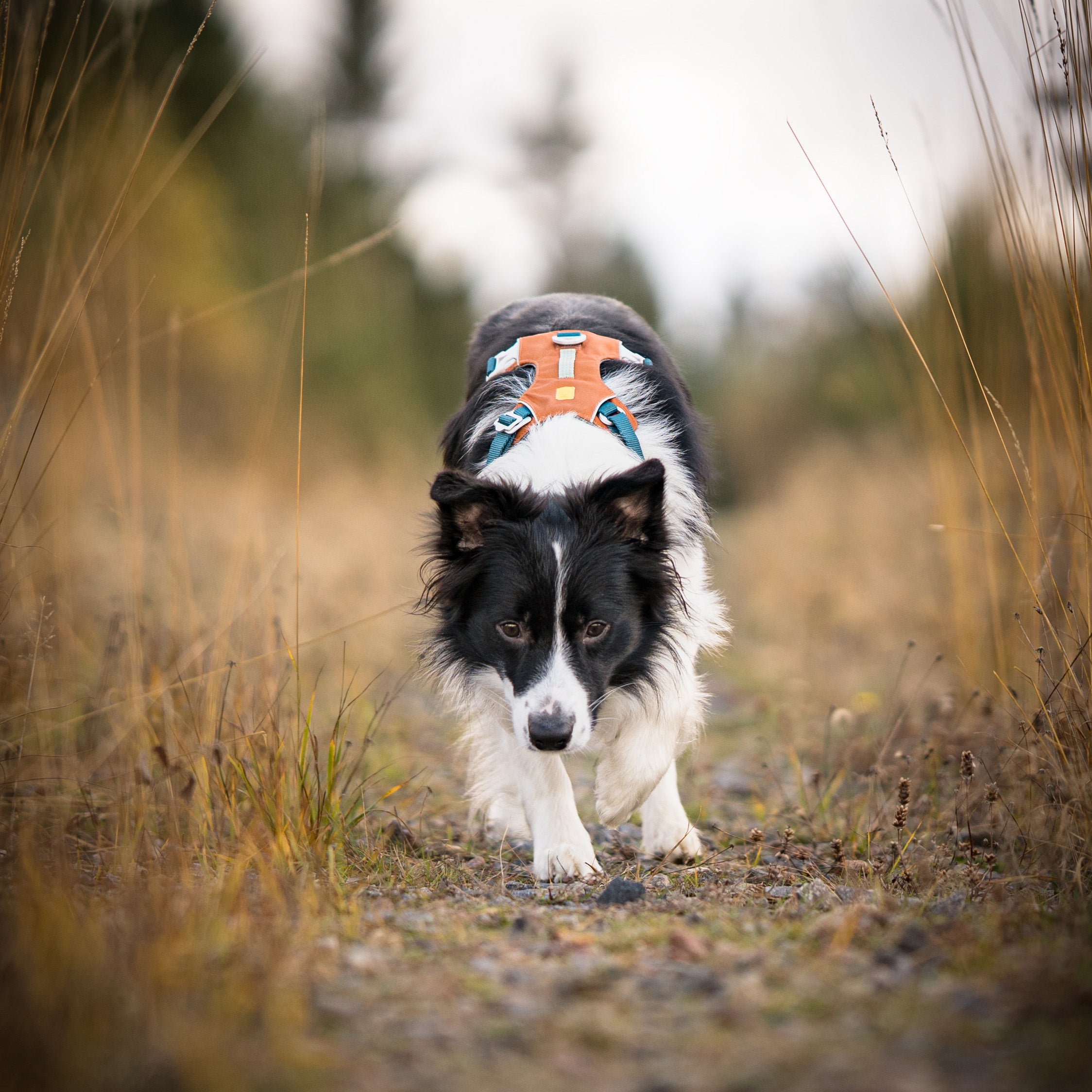 A black and white dog wearing an orange harness walks on a grassy path outdoors.