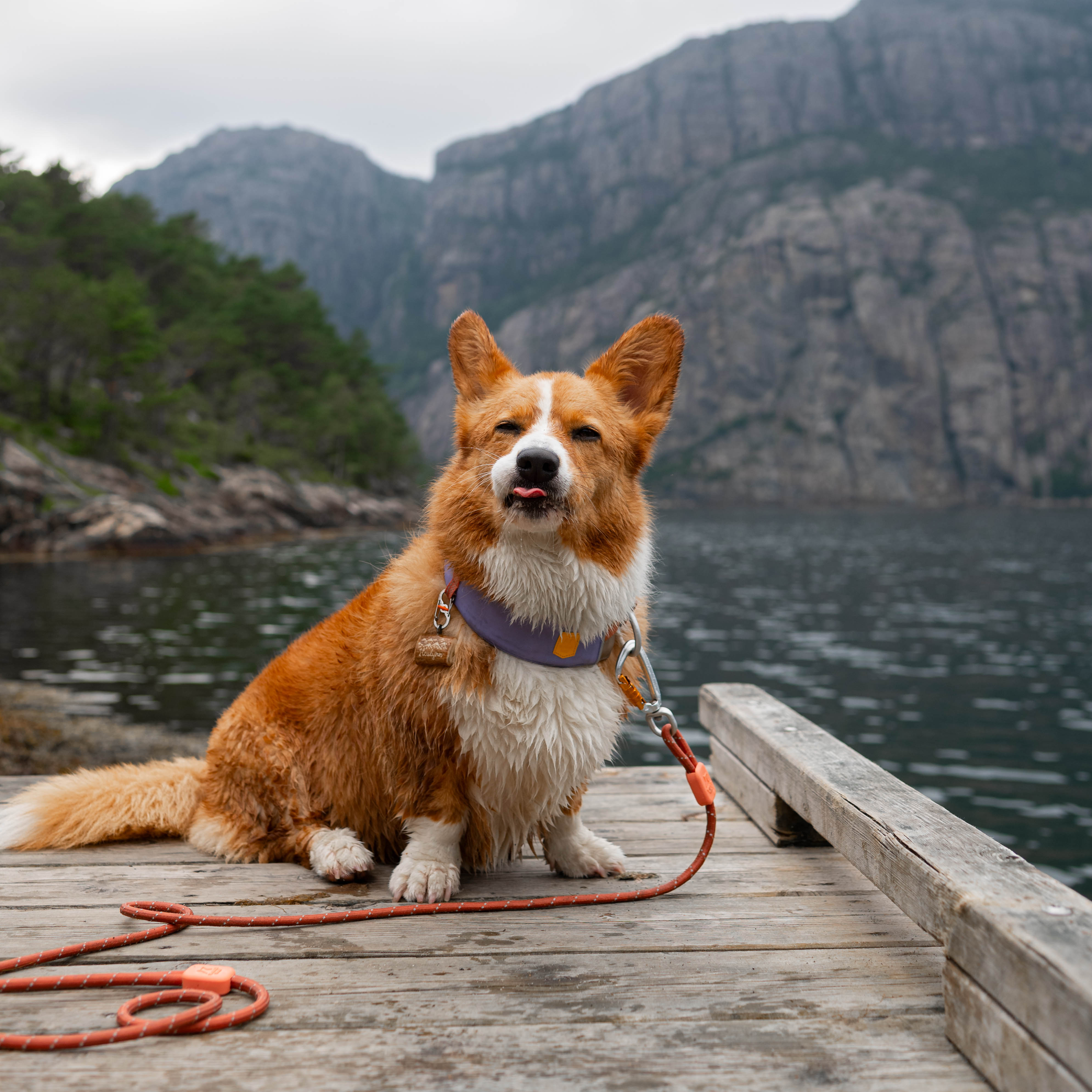 A wet corgi sits on a wooden dock by a lake, with mountains and trees in the background.