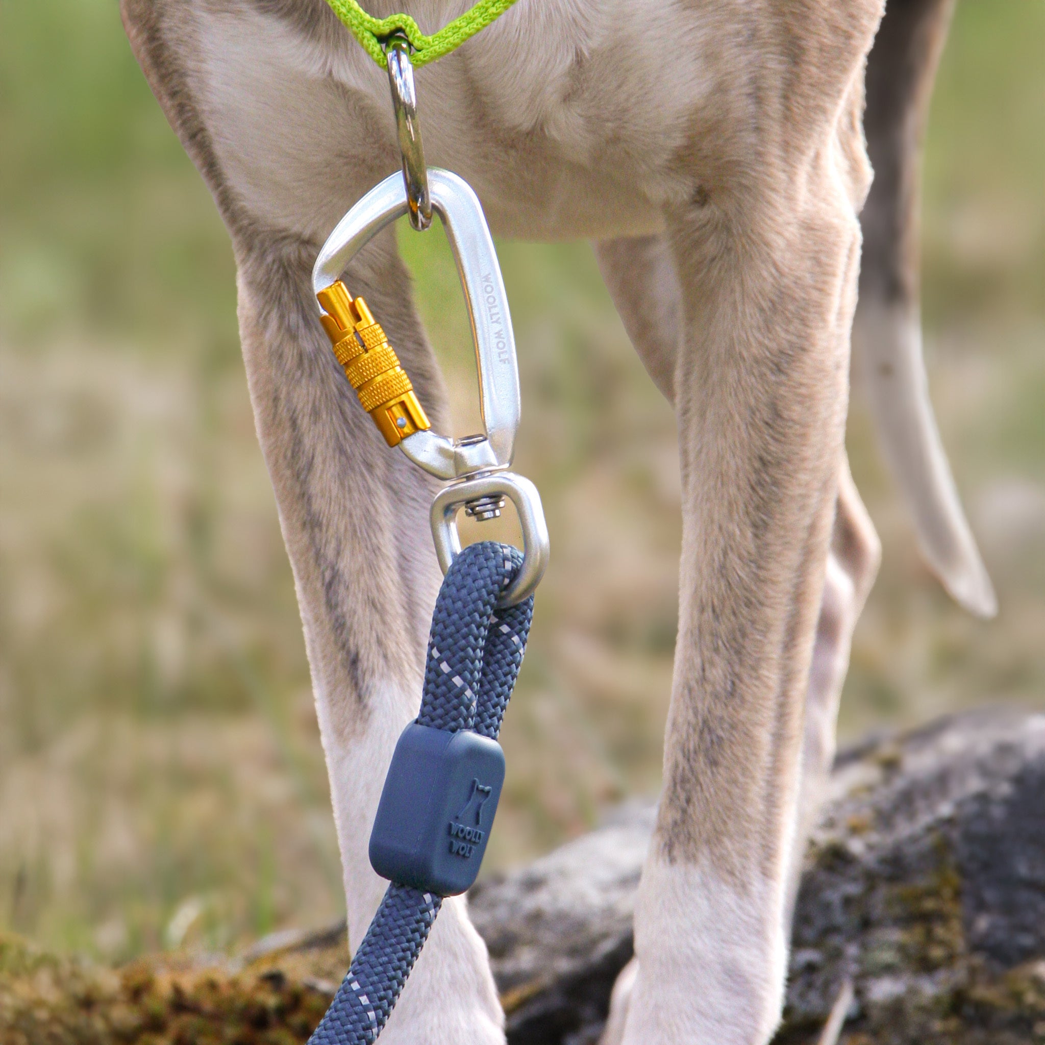 A close-up of a dogs legs with a leash attached to its collar using a carabiner clip.