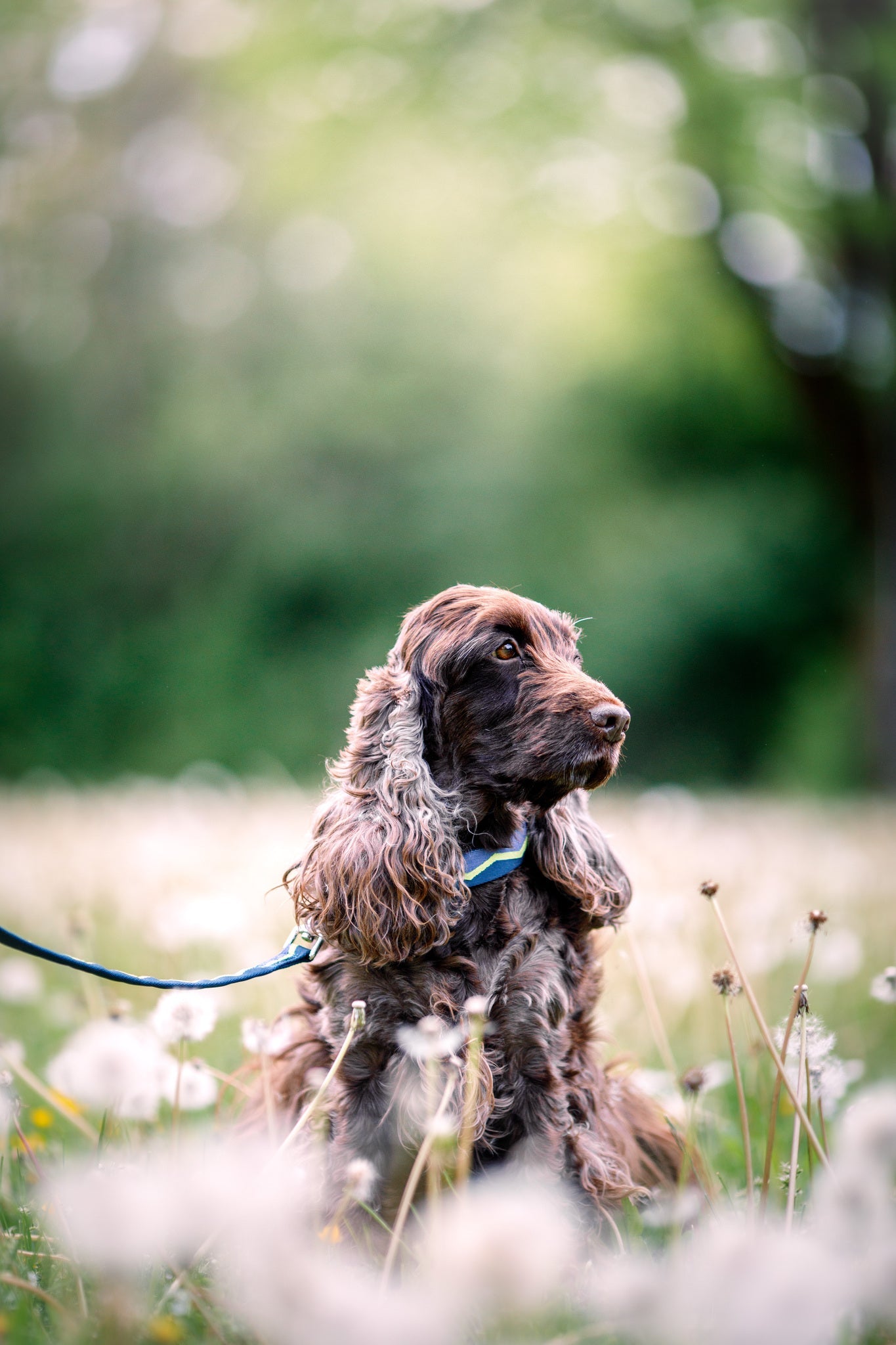 Brown and gray dog on a blue leash sits in a field of dandelions with a blurred green background.