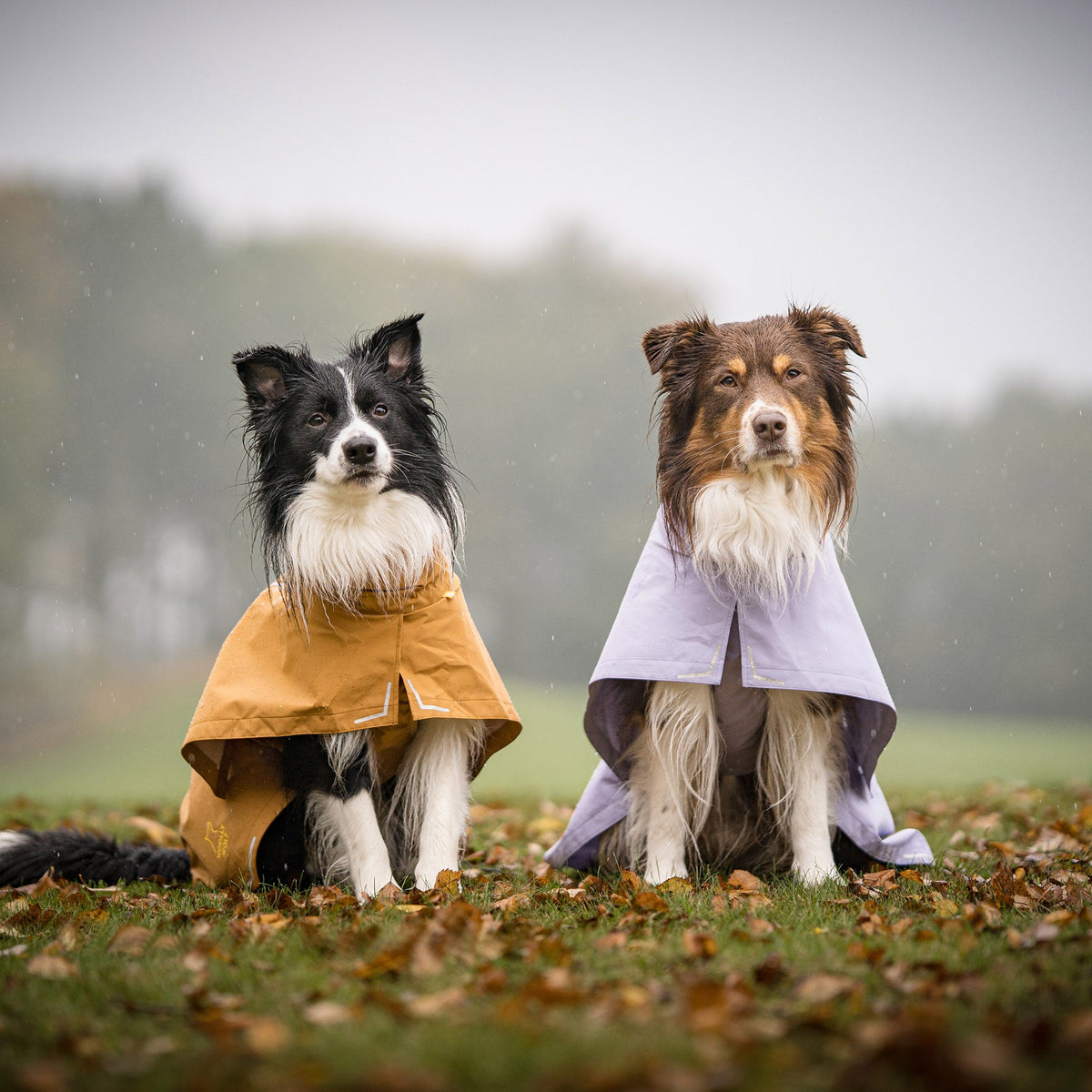 Two dogs sitting in a grassy field wearing rain capes.