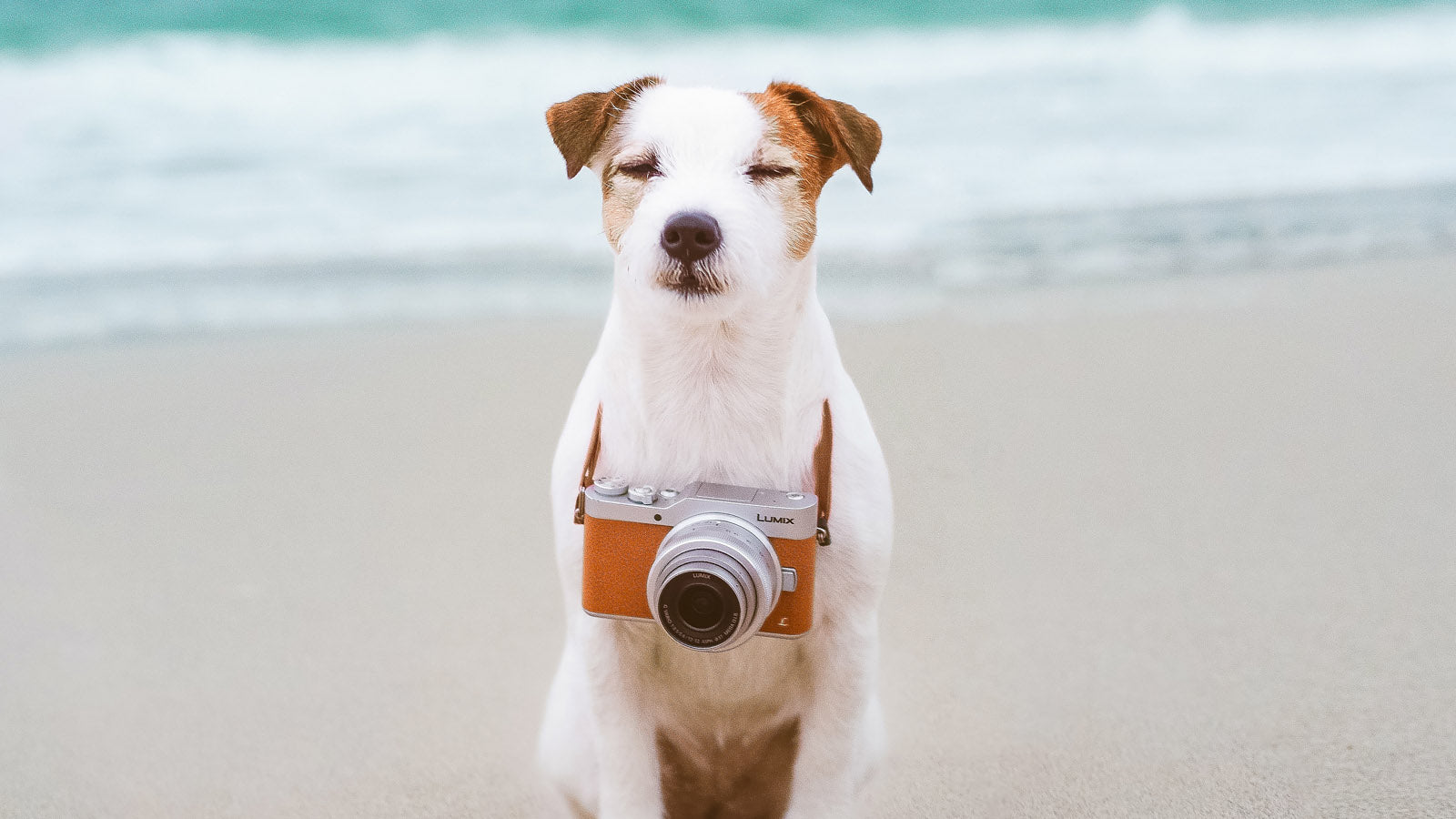 A dog sitting on the beach with a camera hanging around its neck, eyes closed.