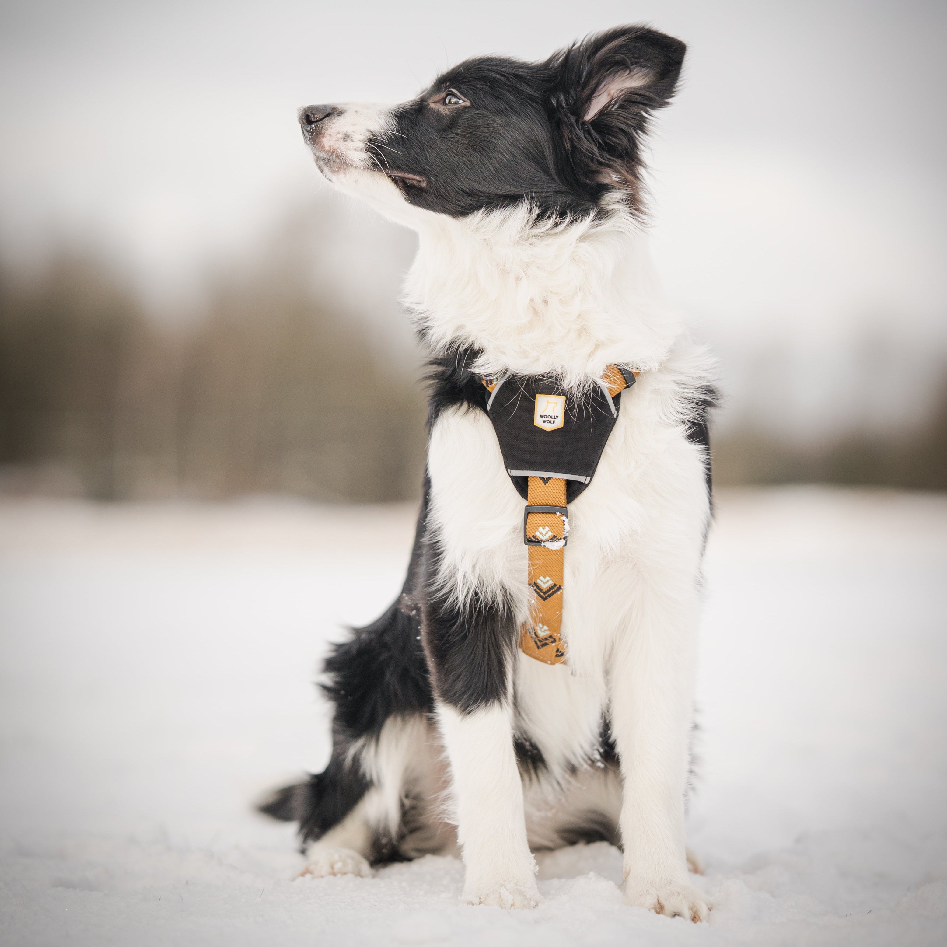 Black and white dog wearing a harness sits on snow, looking to the left, with blurred trees in the background.
